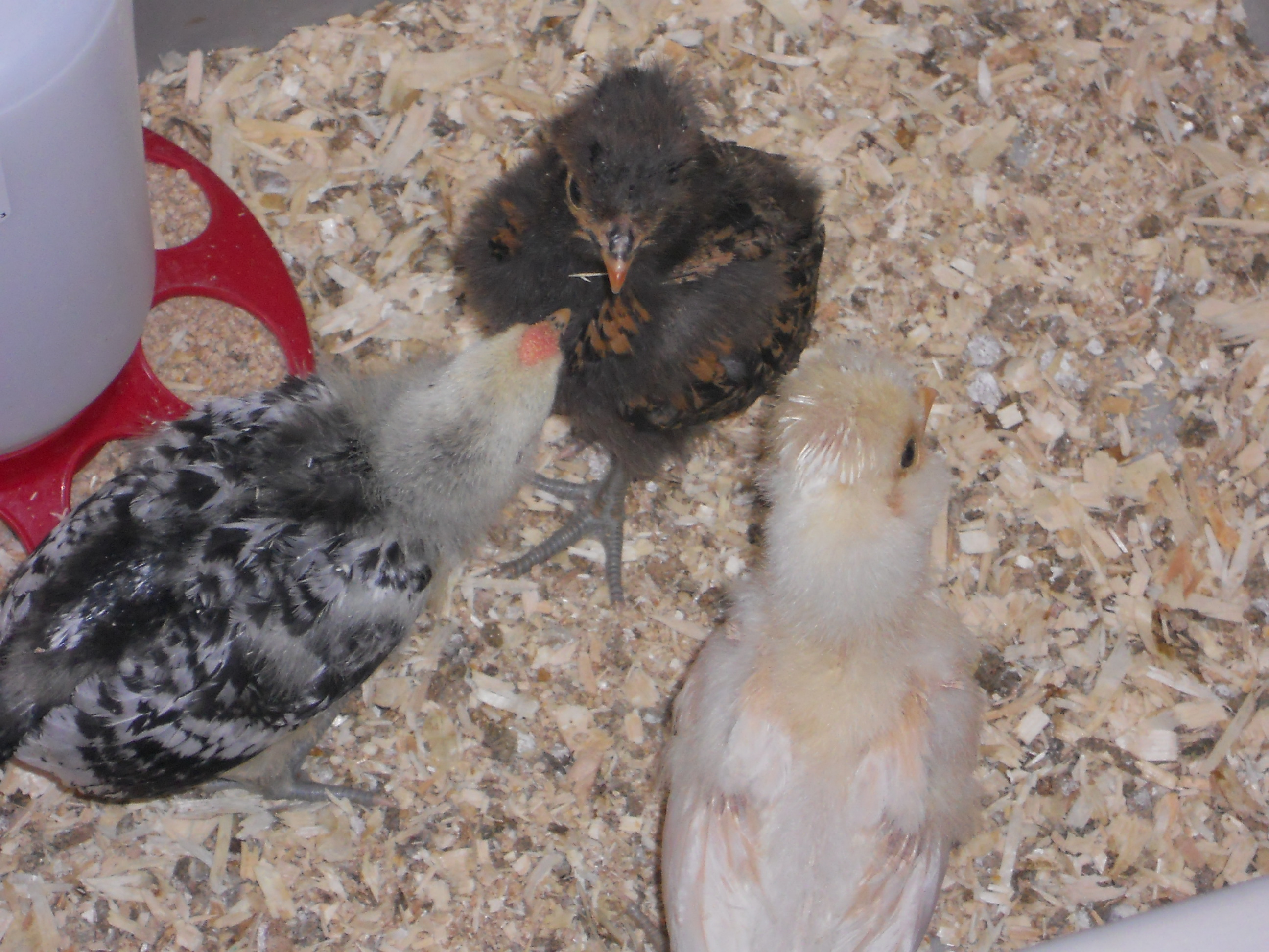 Norm, Florence, and Pearl.  Norm (SSH) already bossing them all around!