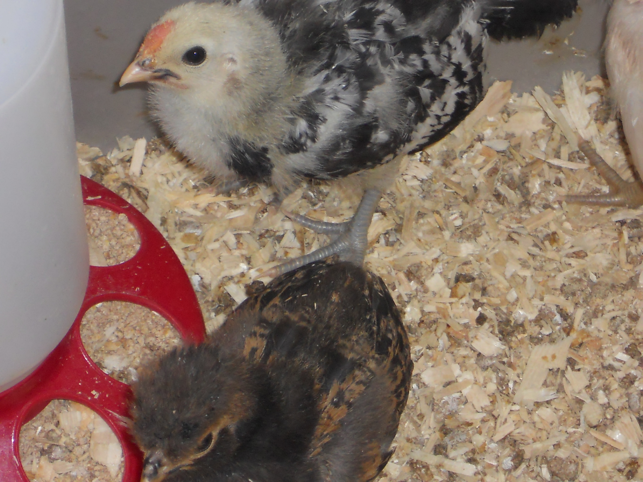 Norma Jean the surprise Silver Spangled Hamburg--and taking charge from day 1