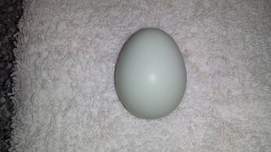 Normal egg from Agnes
