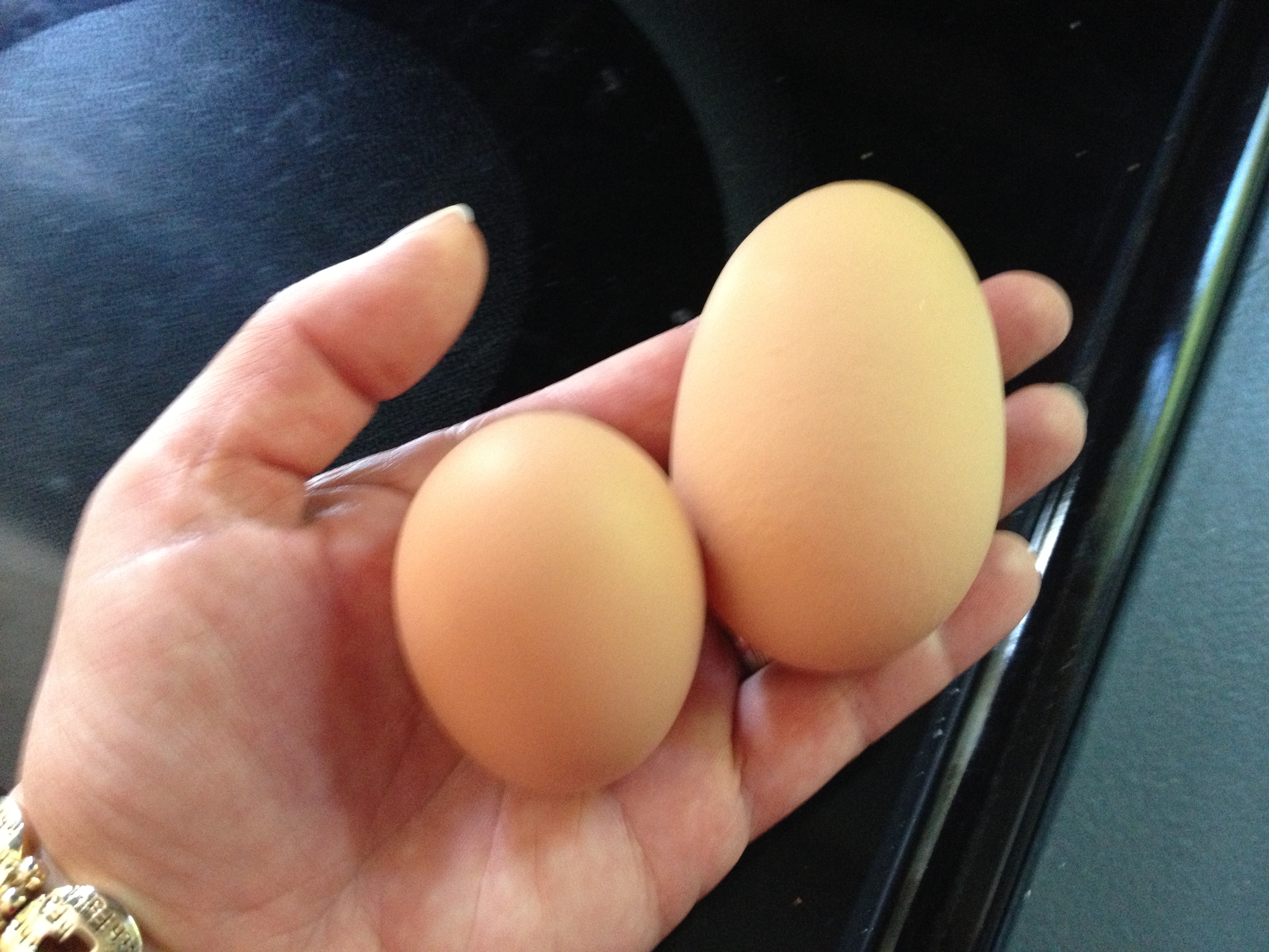 Normal Egg vs Monster Egg