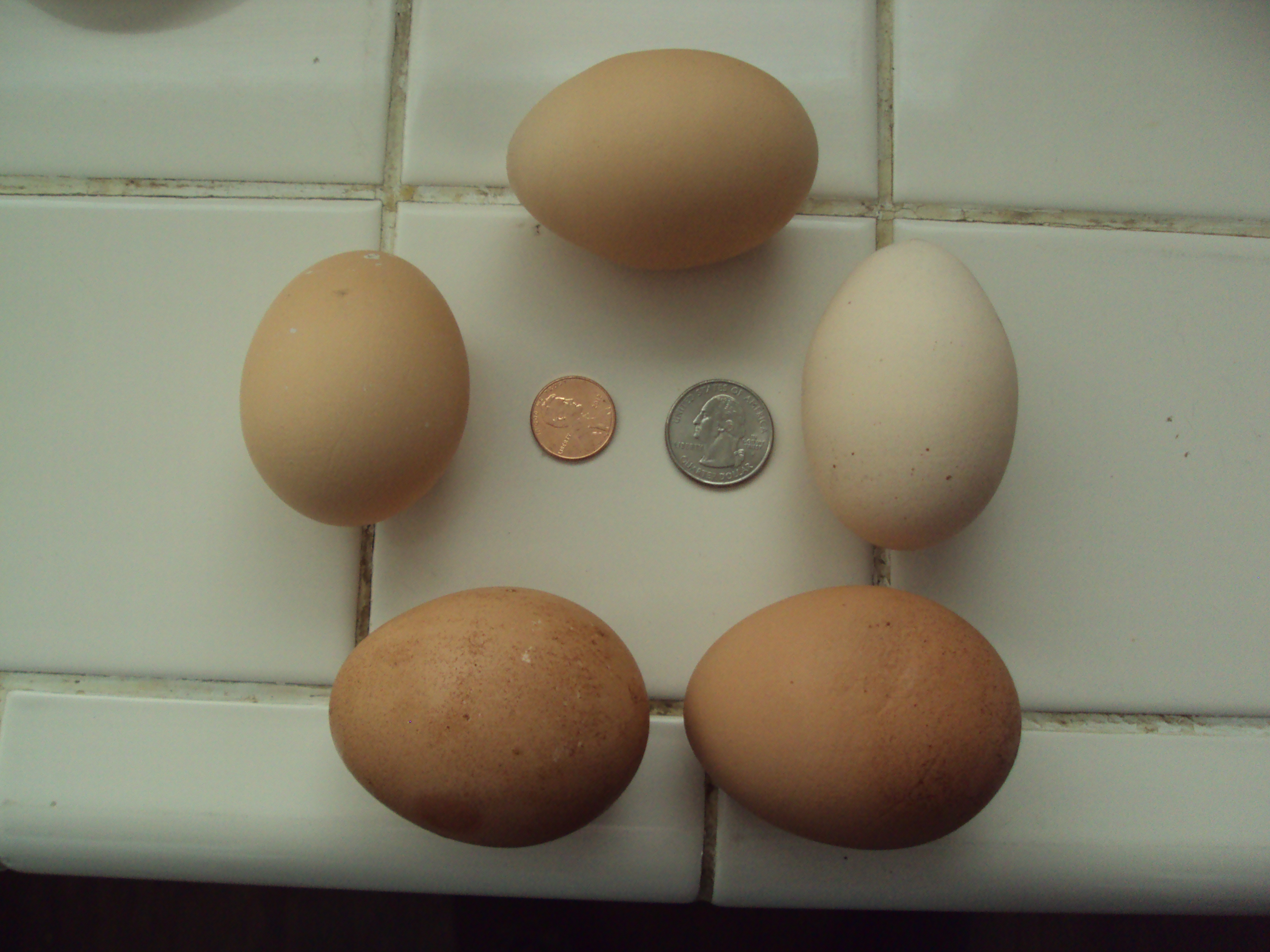 normal eggs we get