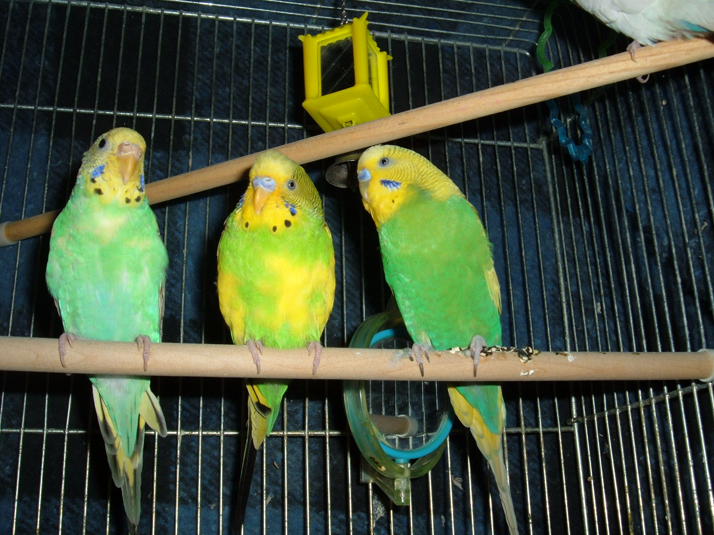 normal every day parakeets or budgies