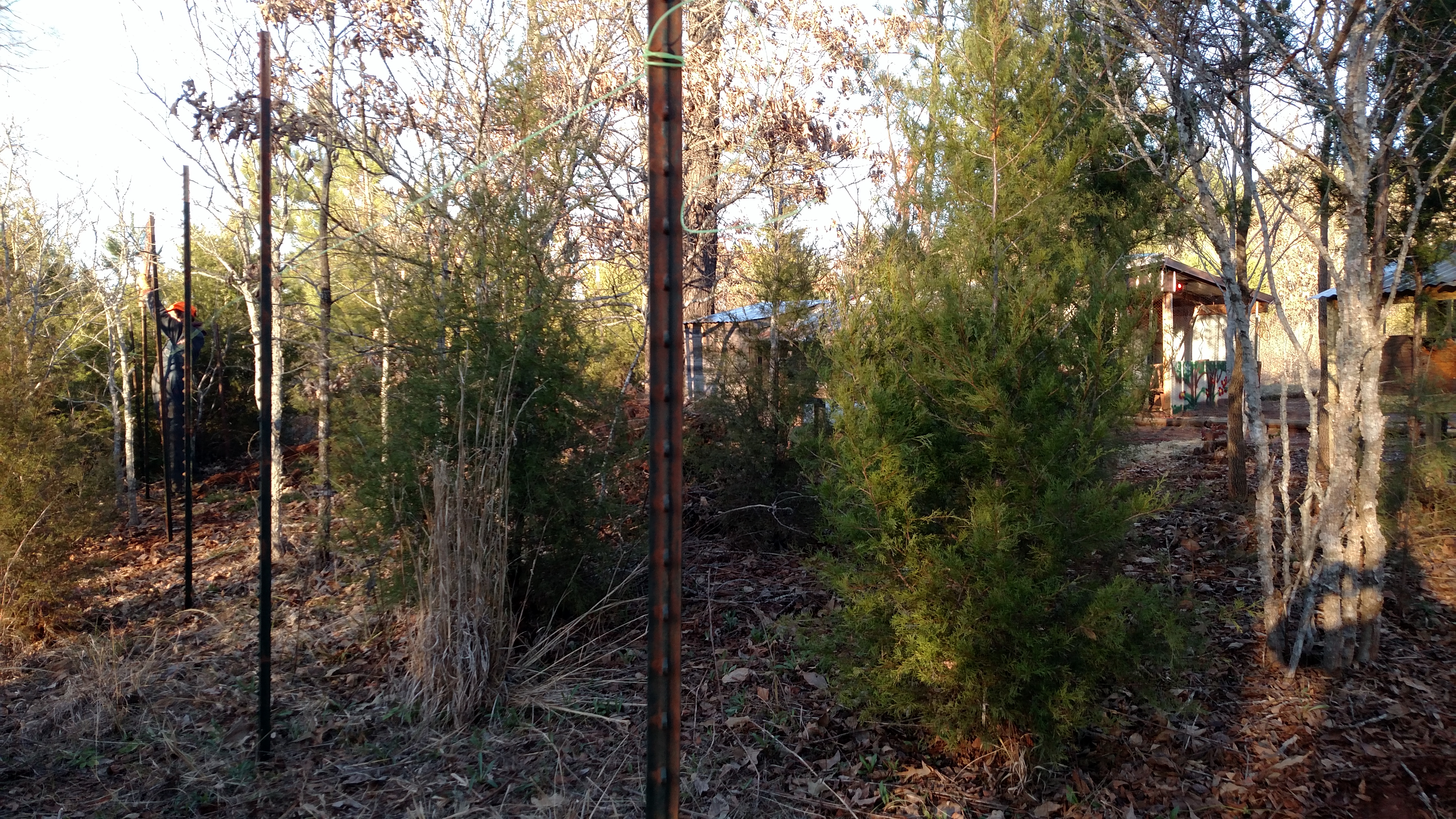 North fence row of expansion.  Neighbor Paul helps me out a lot.  Expansion pen going to include rabbit cages.