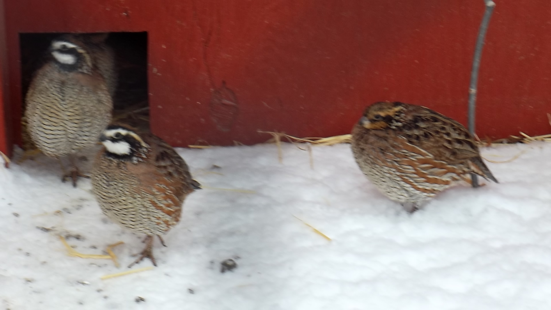 Northen Bobwhite