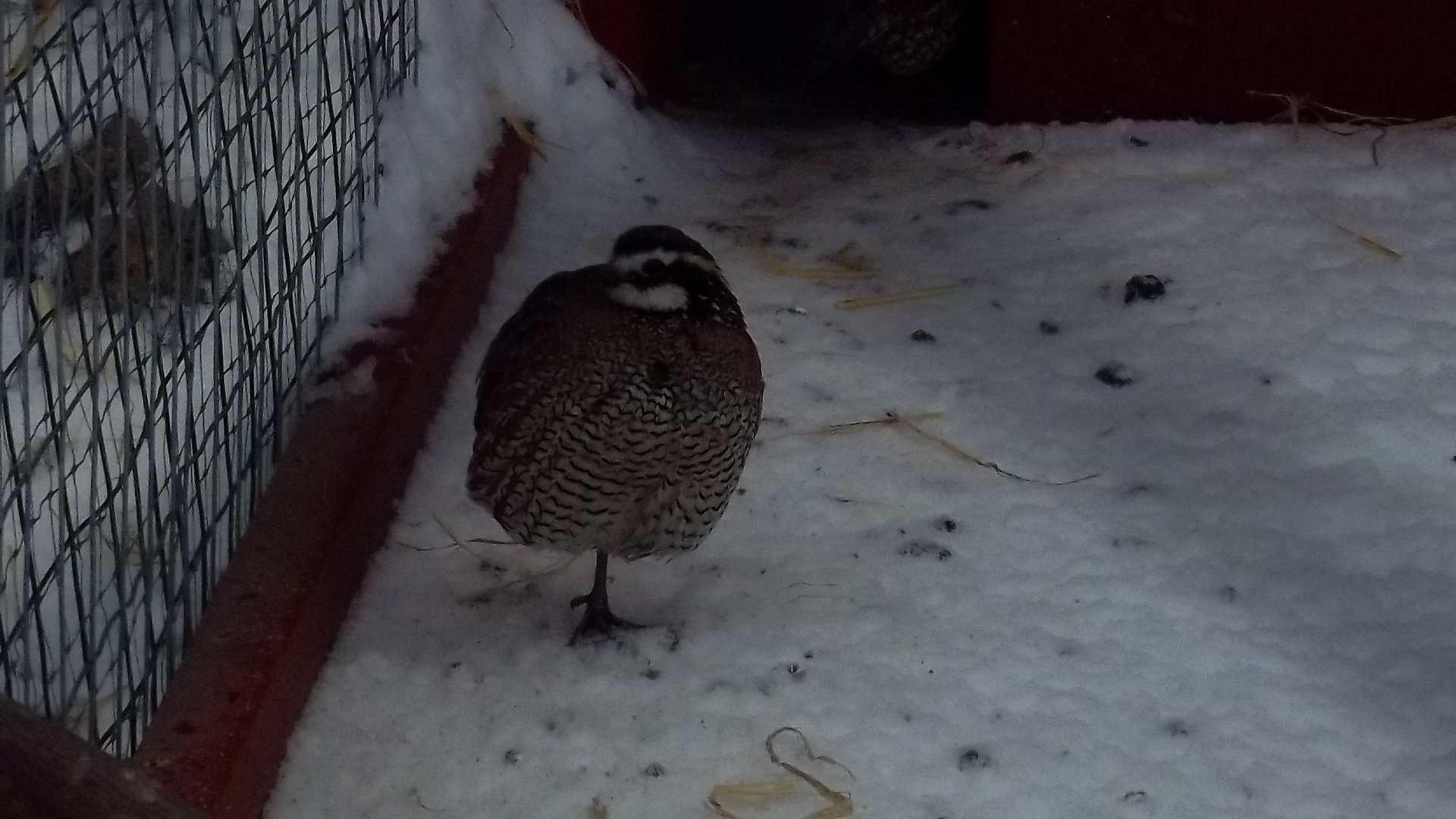 Northern Bobwhite