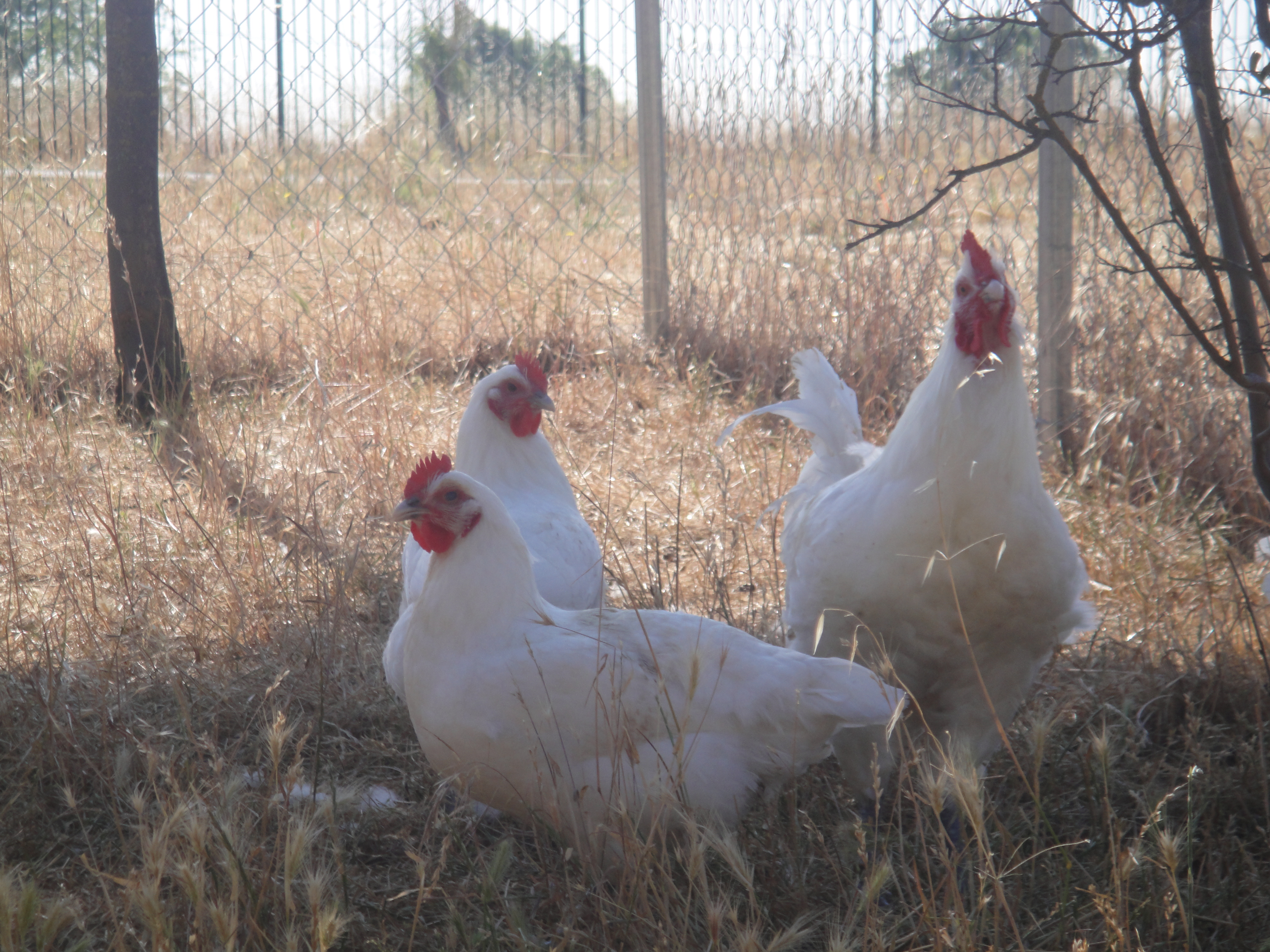 Northern California Poulet Bleu (Bresse) Trio