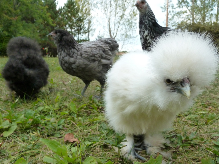 nosey silkie