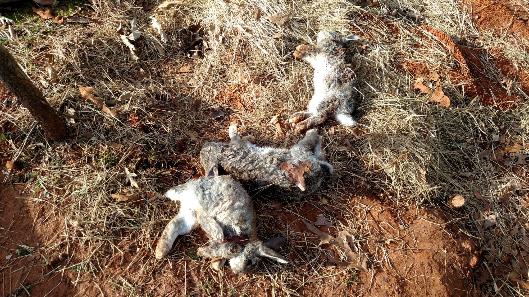 Not a good start for the day.  I was woke up at 3 am this morning to an upset hen house and screaming rabbits.  By the time I got dressed and out to pens the carnage count was up to 3 of my baby rabbits.  I saw the neighborhood dogs run off as I ran up.  Know they were neighborhood dogs because they had collars on.  They actually tore through a wire cage and pulled rabbits out.  I am horrified.  I have dealt with snakes, hawks, coons, possums, cats and owls.  But this is the 1st time with dogs.