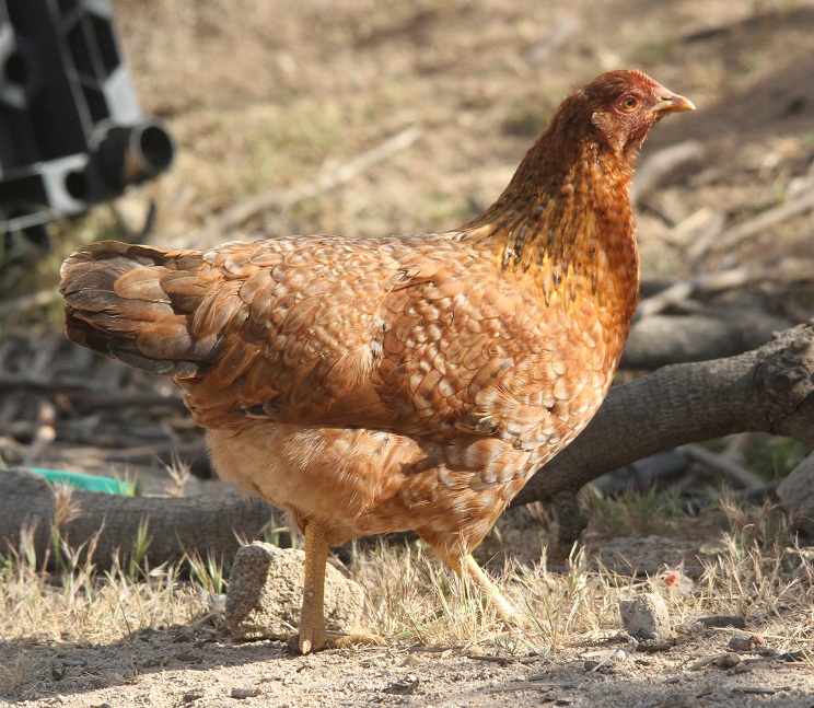 Not actually a Rhodebar, but a mix breed hen from my flock who should not be barred (mother is either a Production Red or Black Jersey Giant, father is either an Orpington or mix breed that looks like a New Hampshire)