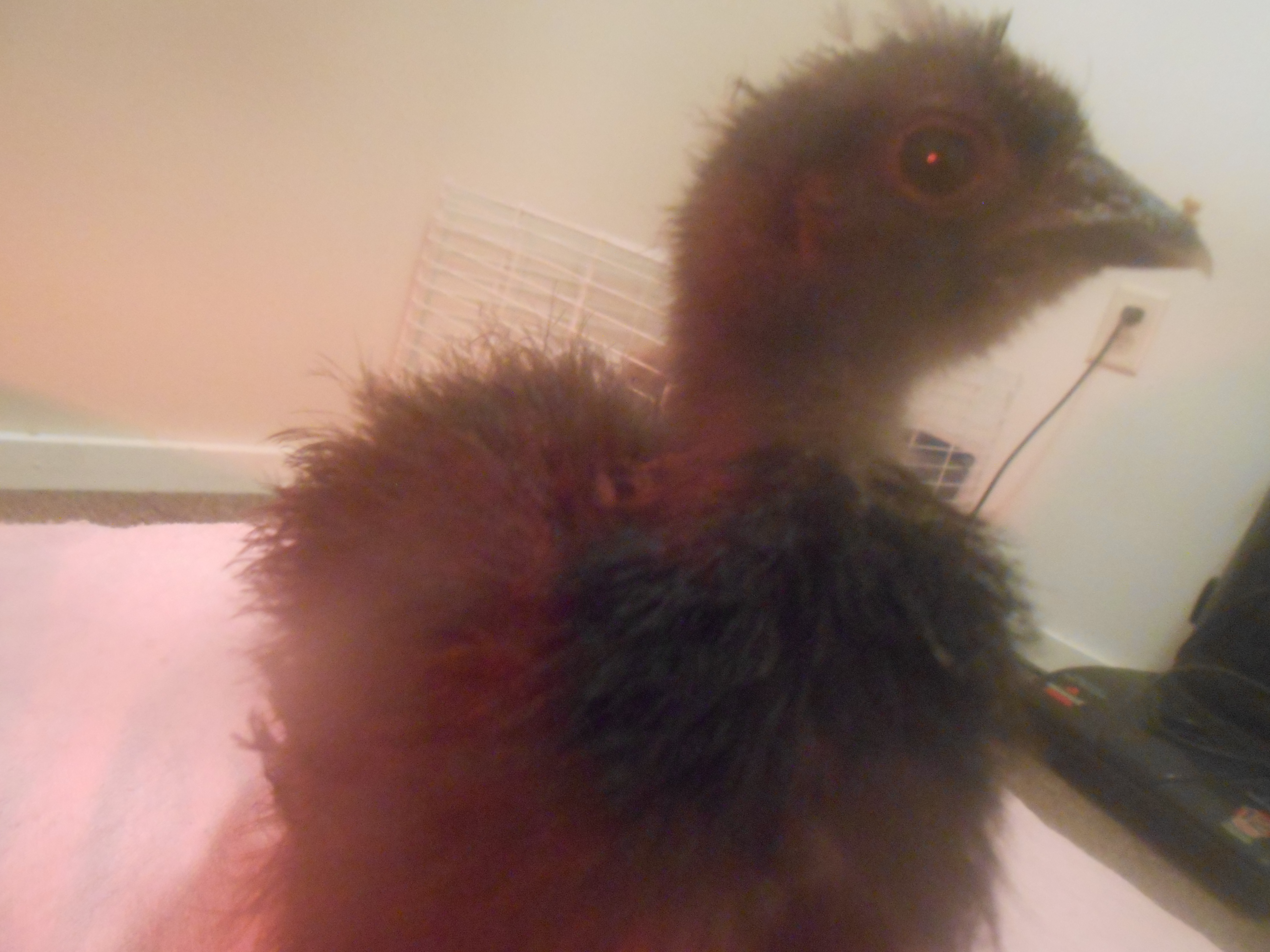 not all that flattering, but hey she's still molting :)