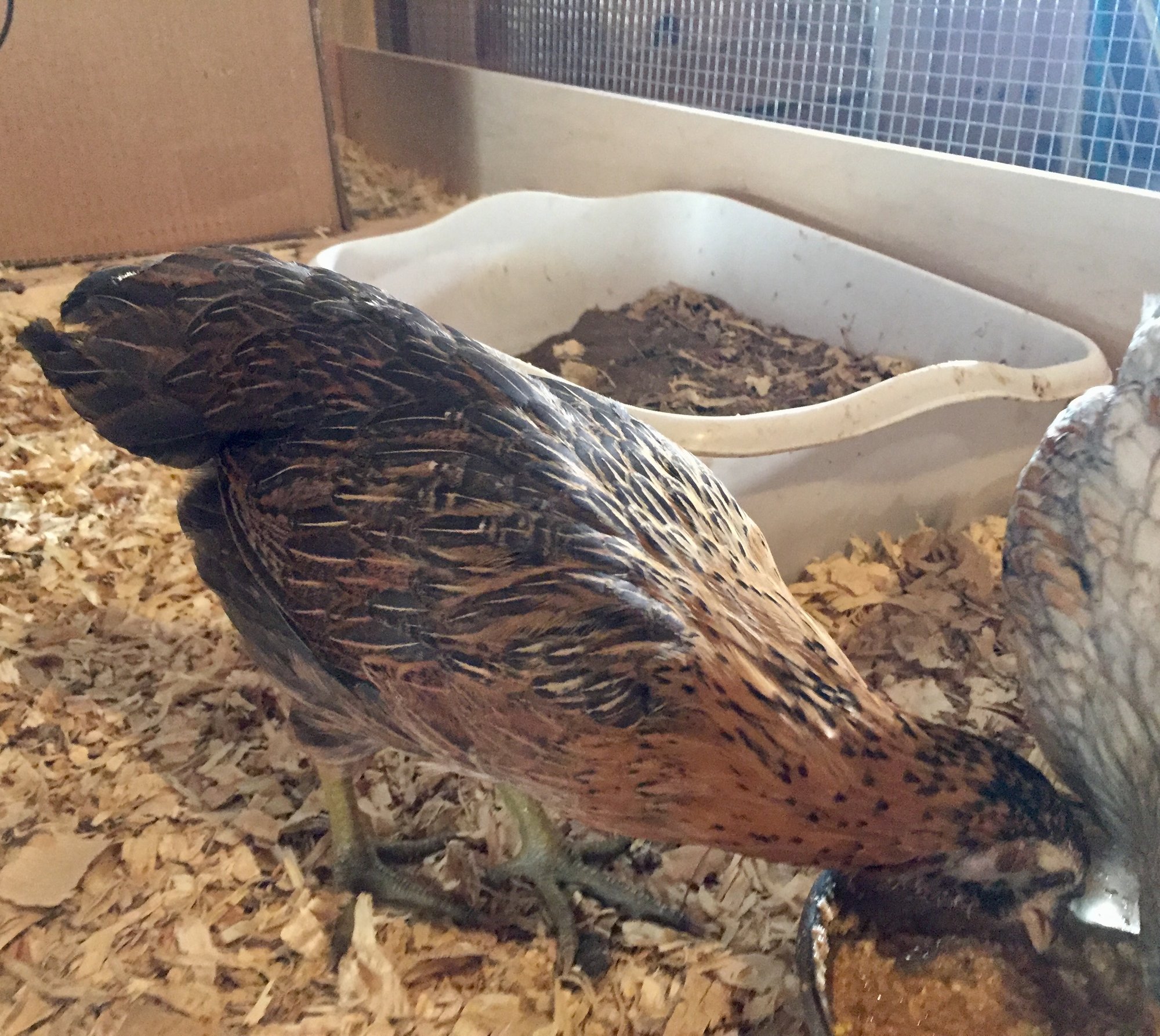 Not Ameraucana—EE, 5 weeks