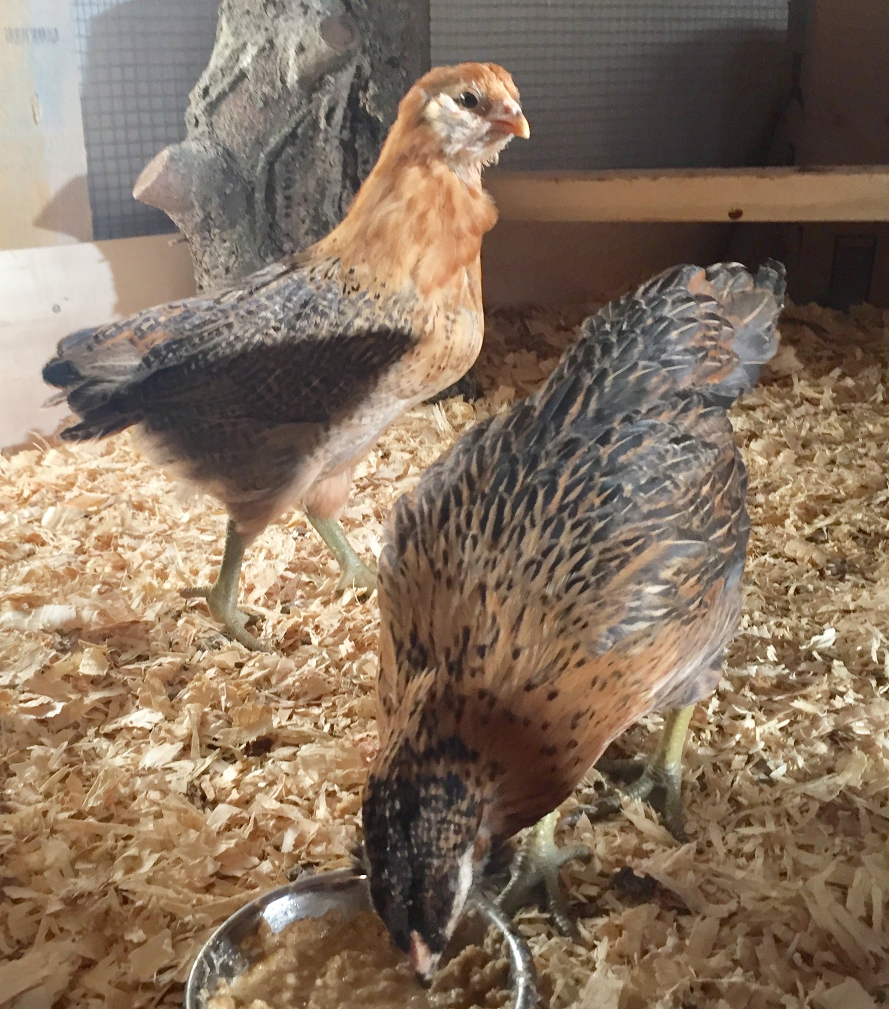 Not Ameraucana—EEs, 5 weeks