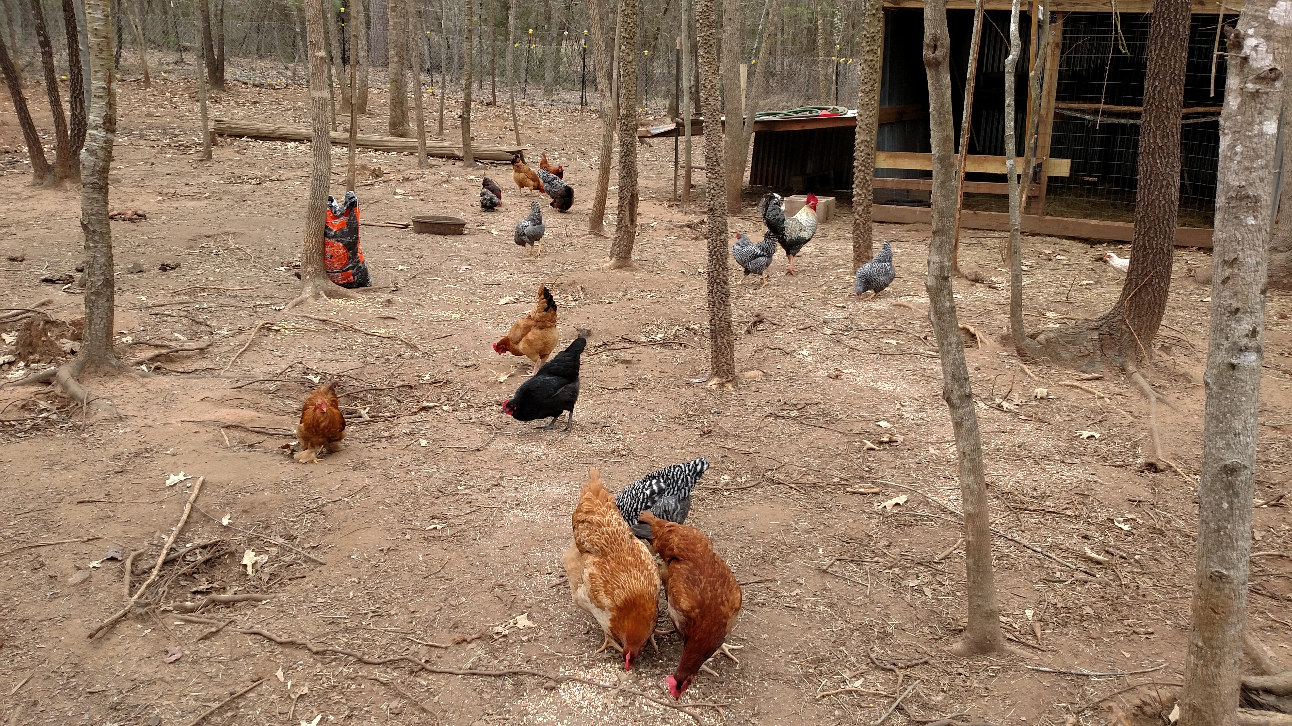 Not much to report.  All doing good.  Checker peckers should start breeding and laying anytime.  Gathering eggs couple times a week.  Cripple chicken getting around a lot better, maybe leg will heal enough she can use it somewhat.