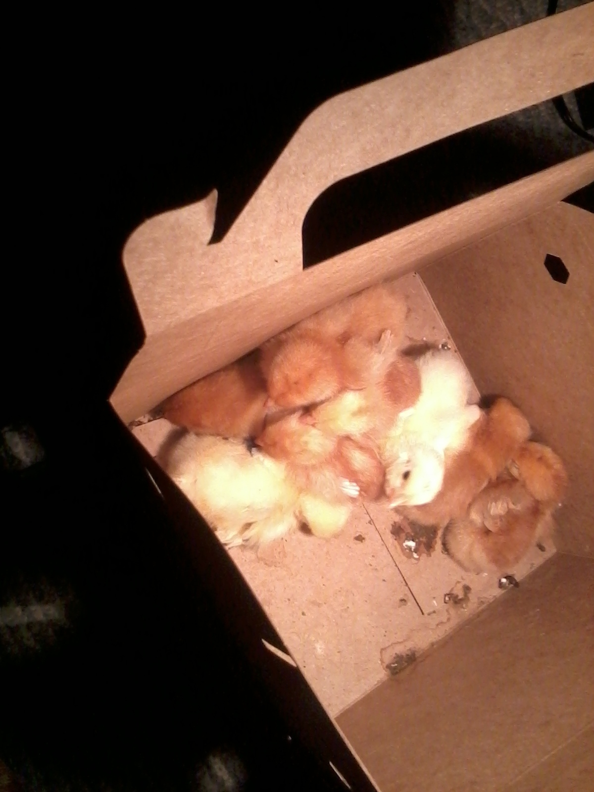 Not one of these chickens now could fit in this box
