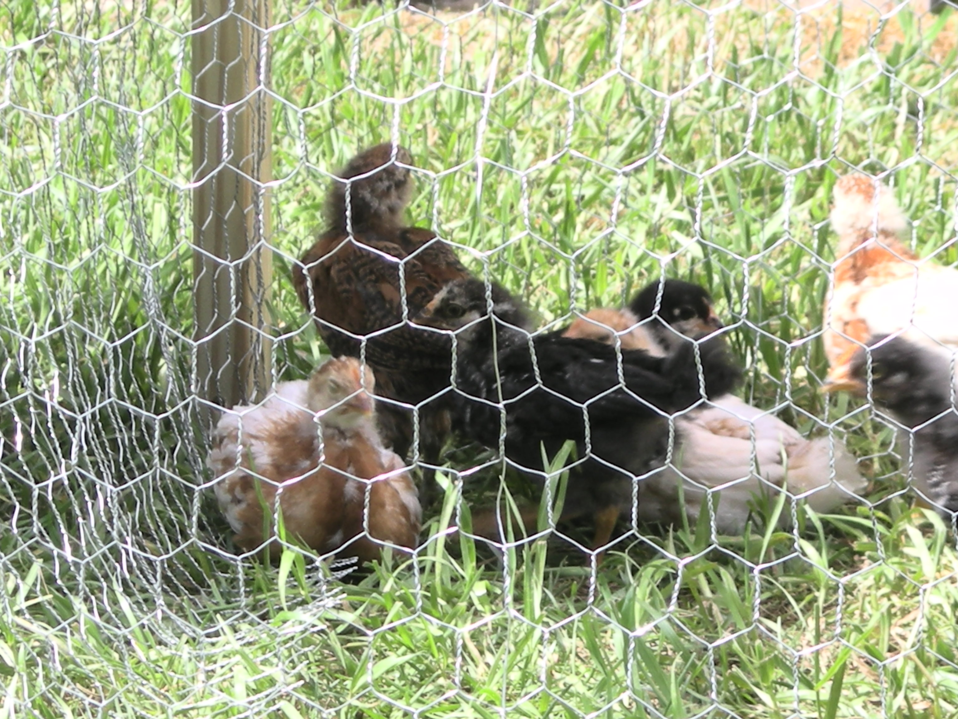 Not quite fluffballs anymore and exploring the outdoors.