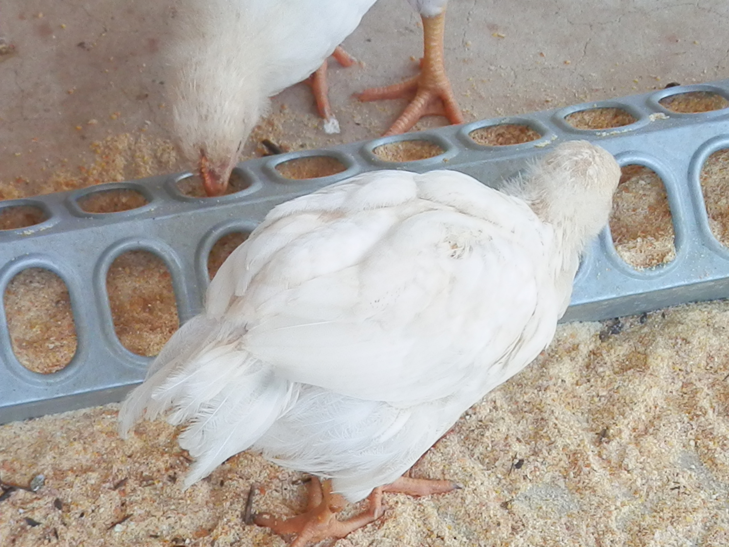 Not quite white...   they have buff and white feathering.  Light buff at first, now white and buff.