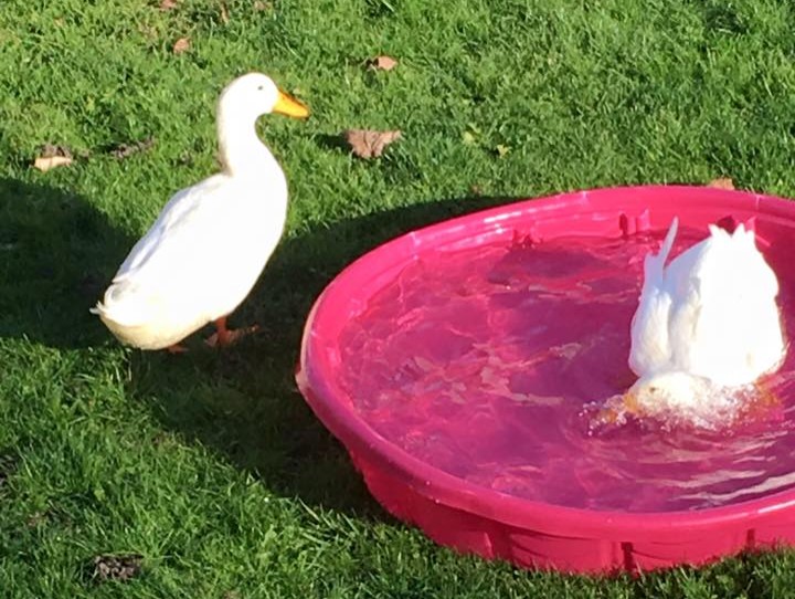 Not Sharing the Baby Pool