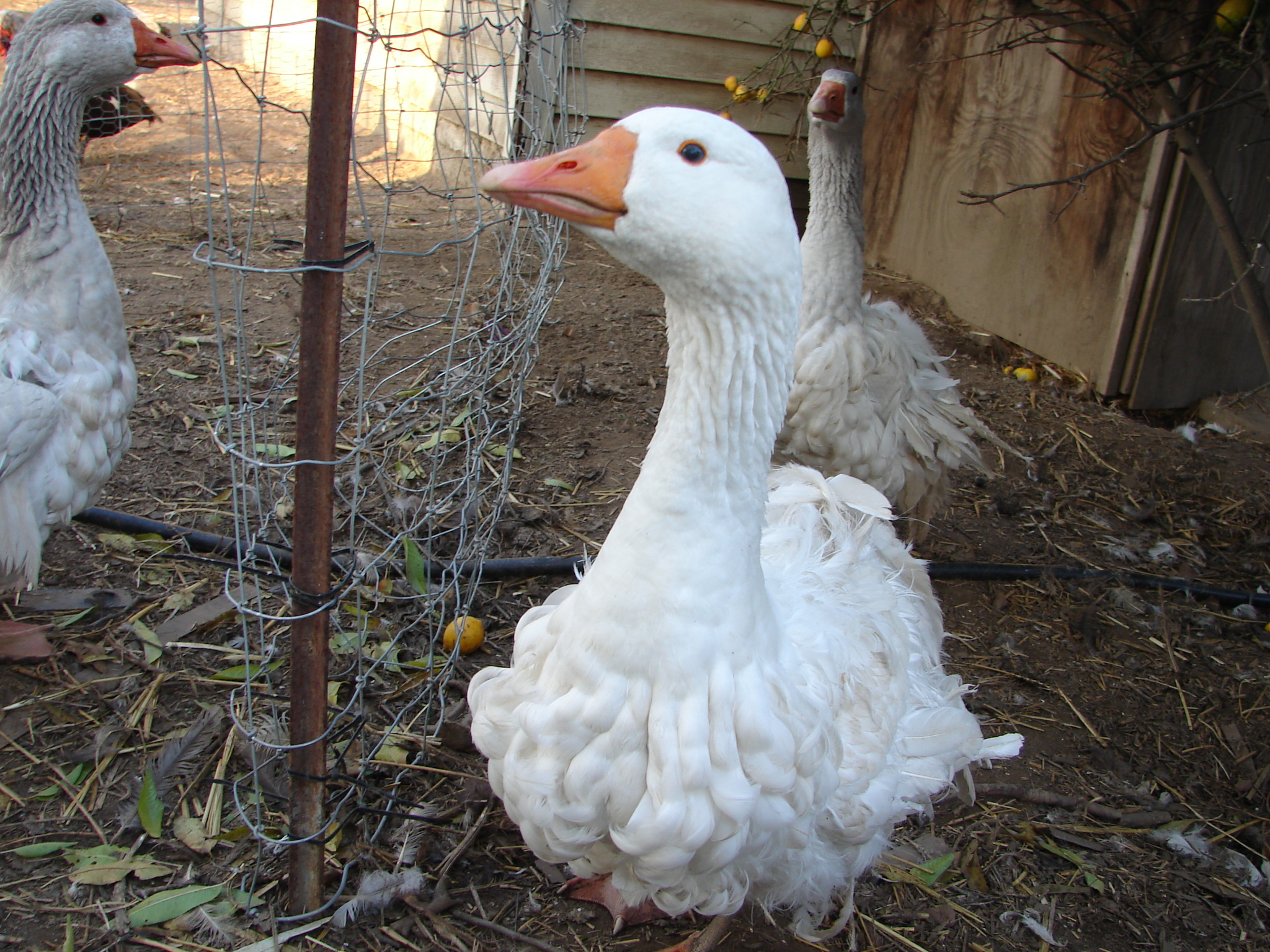 Not-So-Ghandi male sebastopol