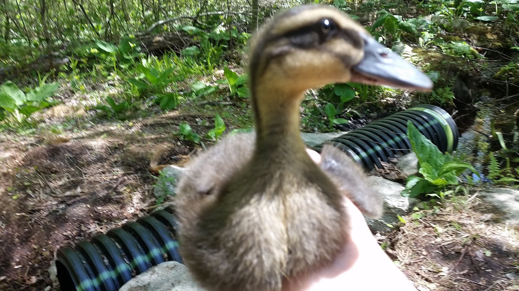 Not so little quackers