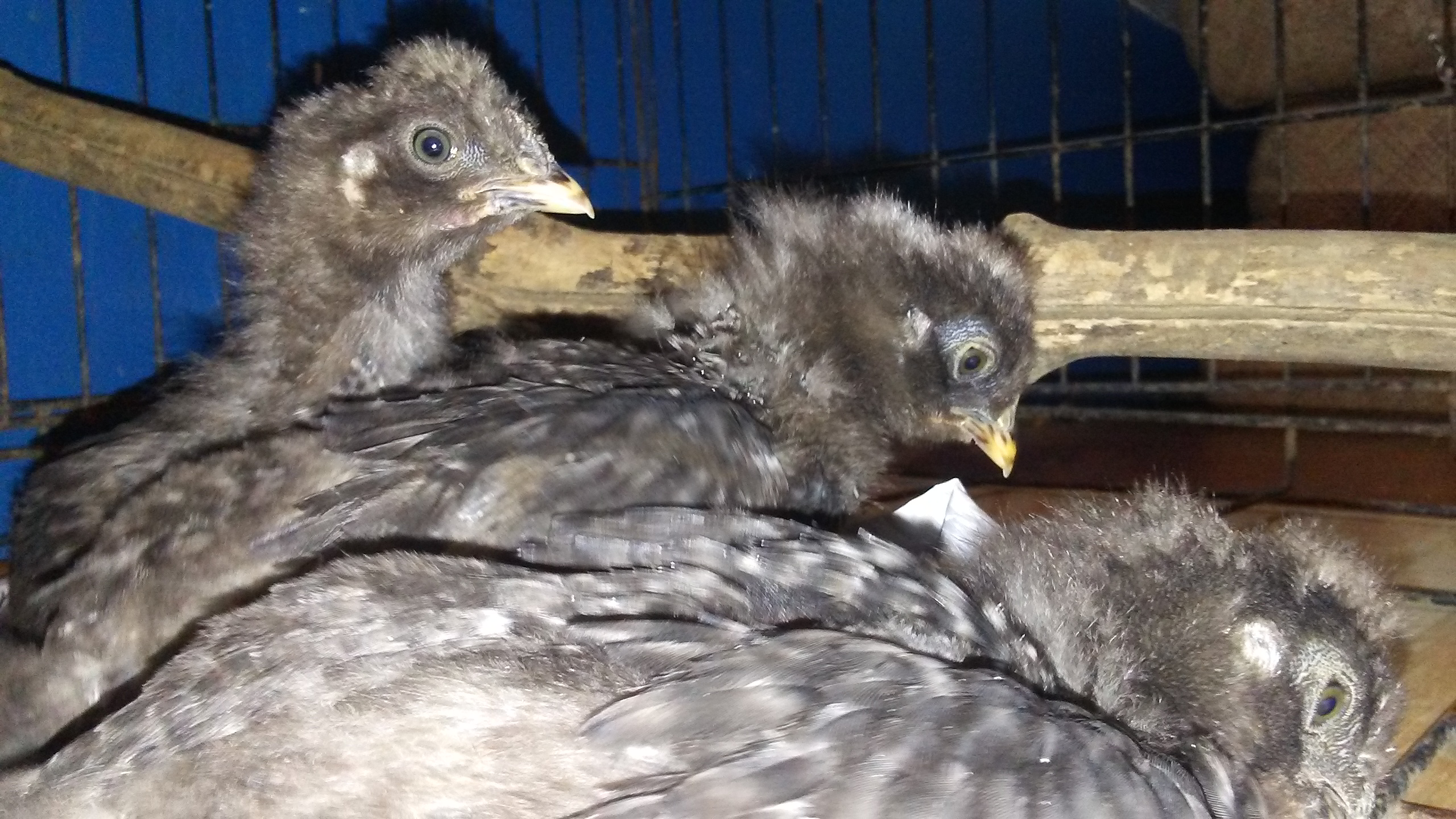 Not sure but i may have chose 3 roos instead of 4 hens but oh well.