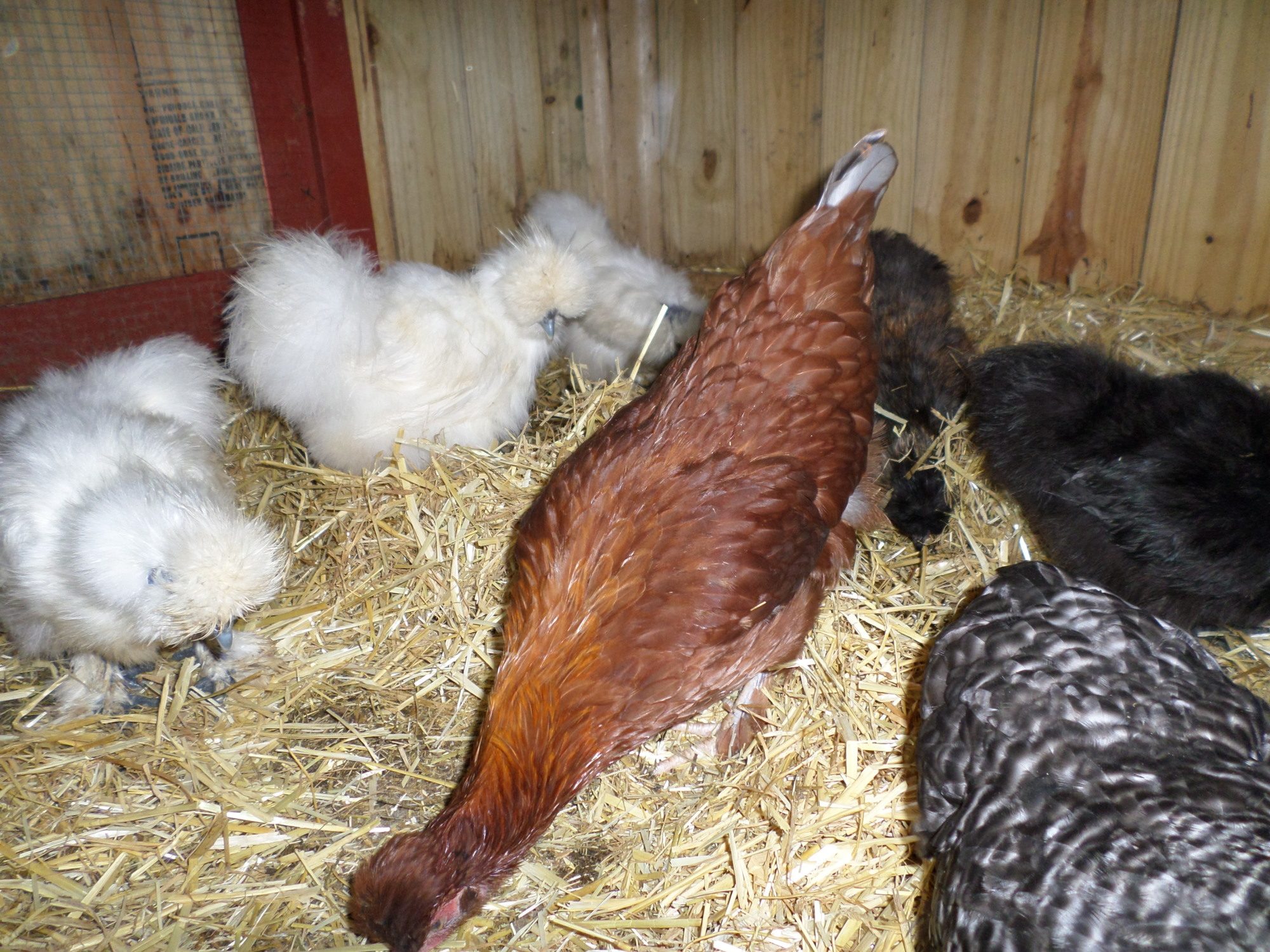 Not sure of this hens breed, any input is welcome.