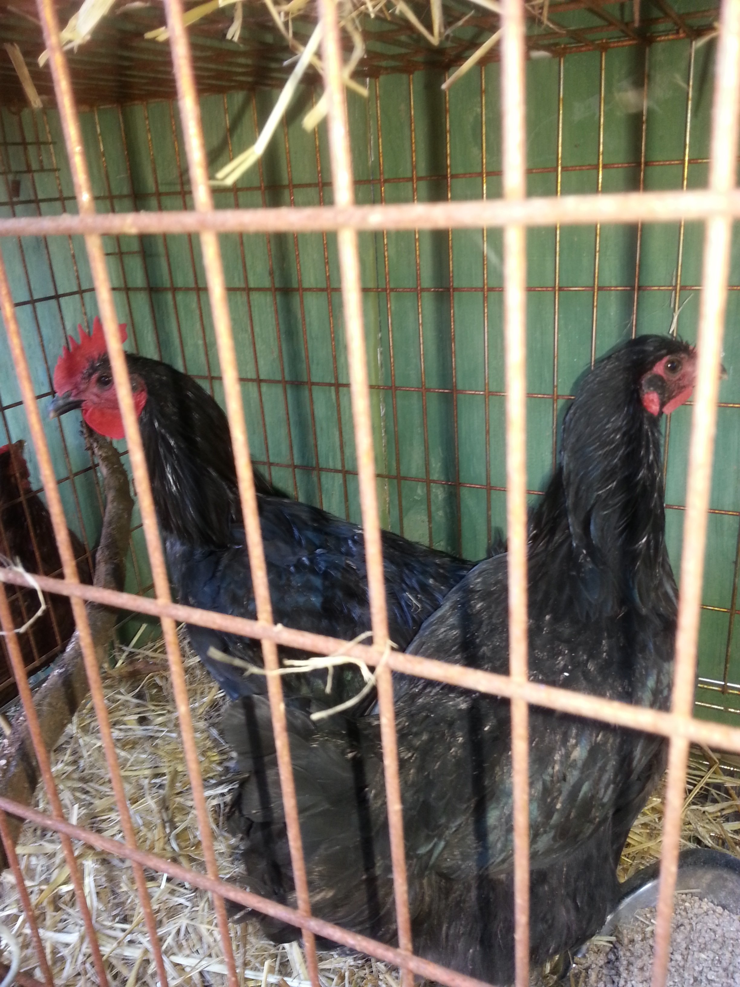Not sure the breed.