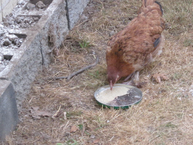Not sure  what breed she is she sure can run fast so her name is Road Runner.