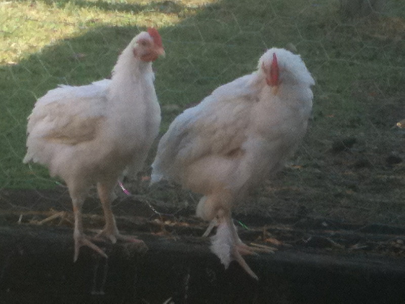 not sure what these are.  Got them as babies in with a bunch of barred rocks.  one appears to be rooster (feathered feet) and the other is a girl.