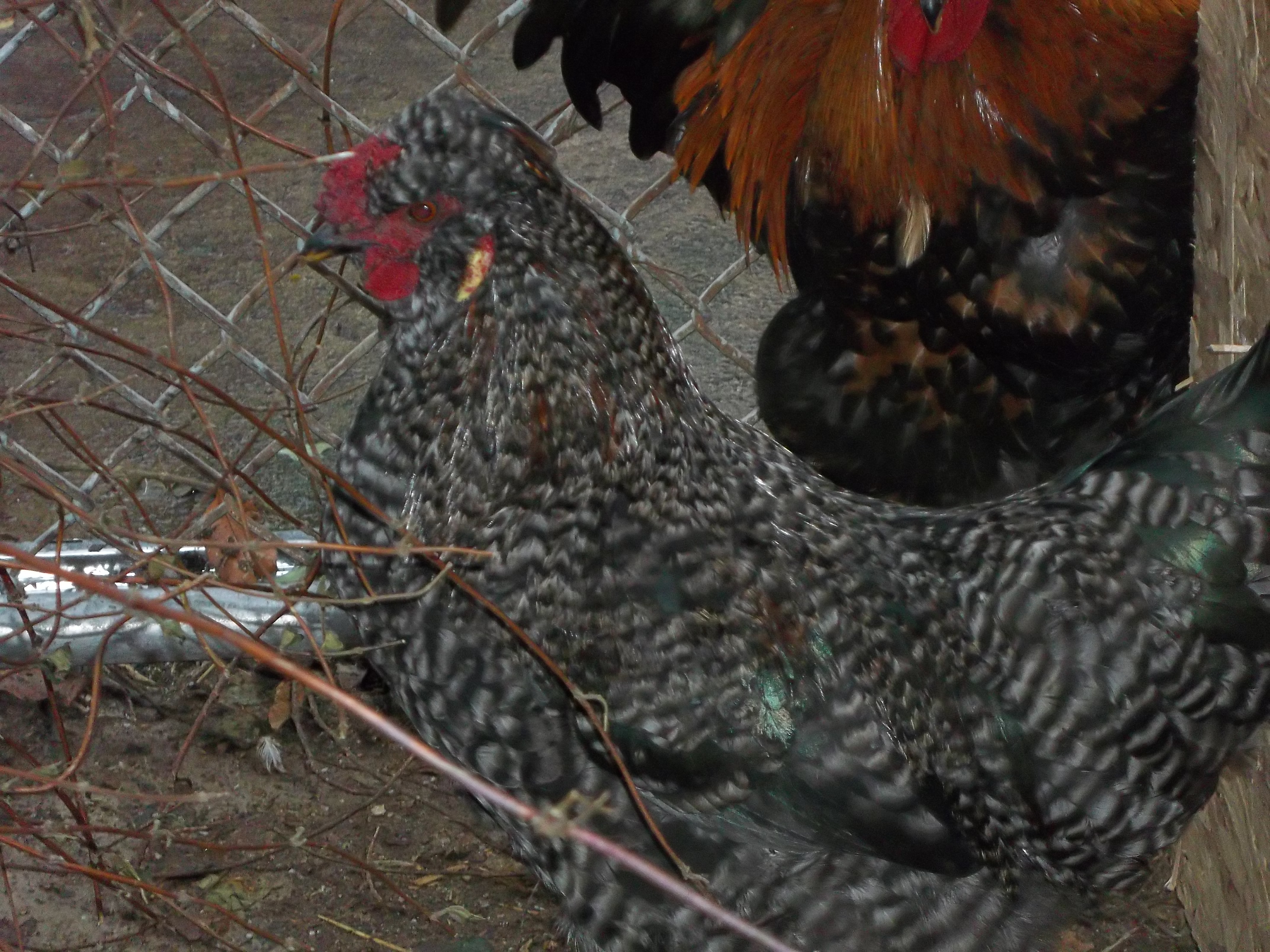 not sure what this one is i got some random chicks from someone when i bought some eggs, it looks like either a polish or silkie mix to me.