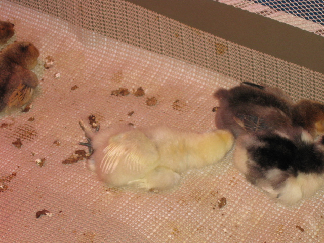 Not sure why she is sleeping like that...