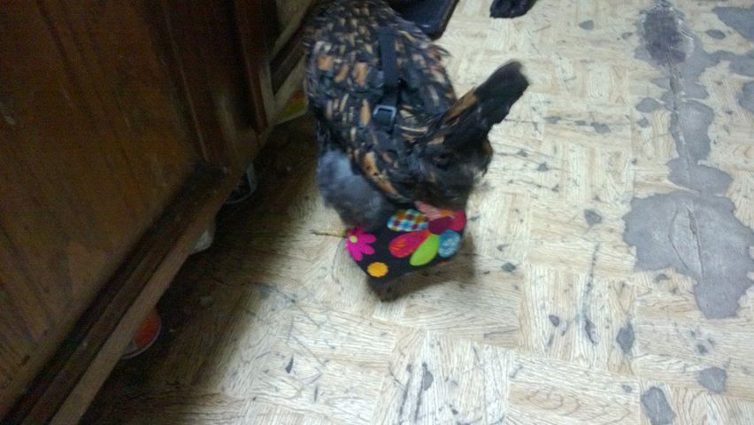 *
Not the greatest picture but this my Little Girl with her new diaper.