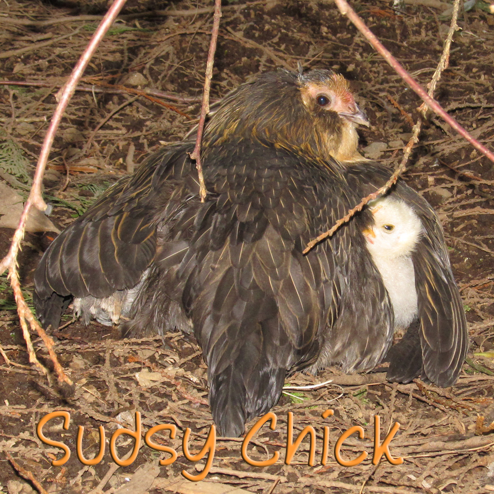 Not to worry - at this point I put down the camera and put mama and chicks back in the coop with their heat lamp =)