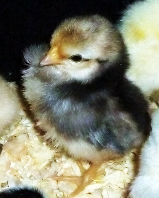 Not too attractive, an example of our 2014 cull chicks