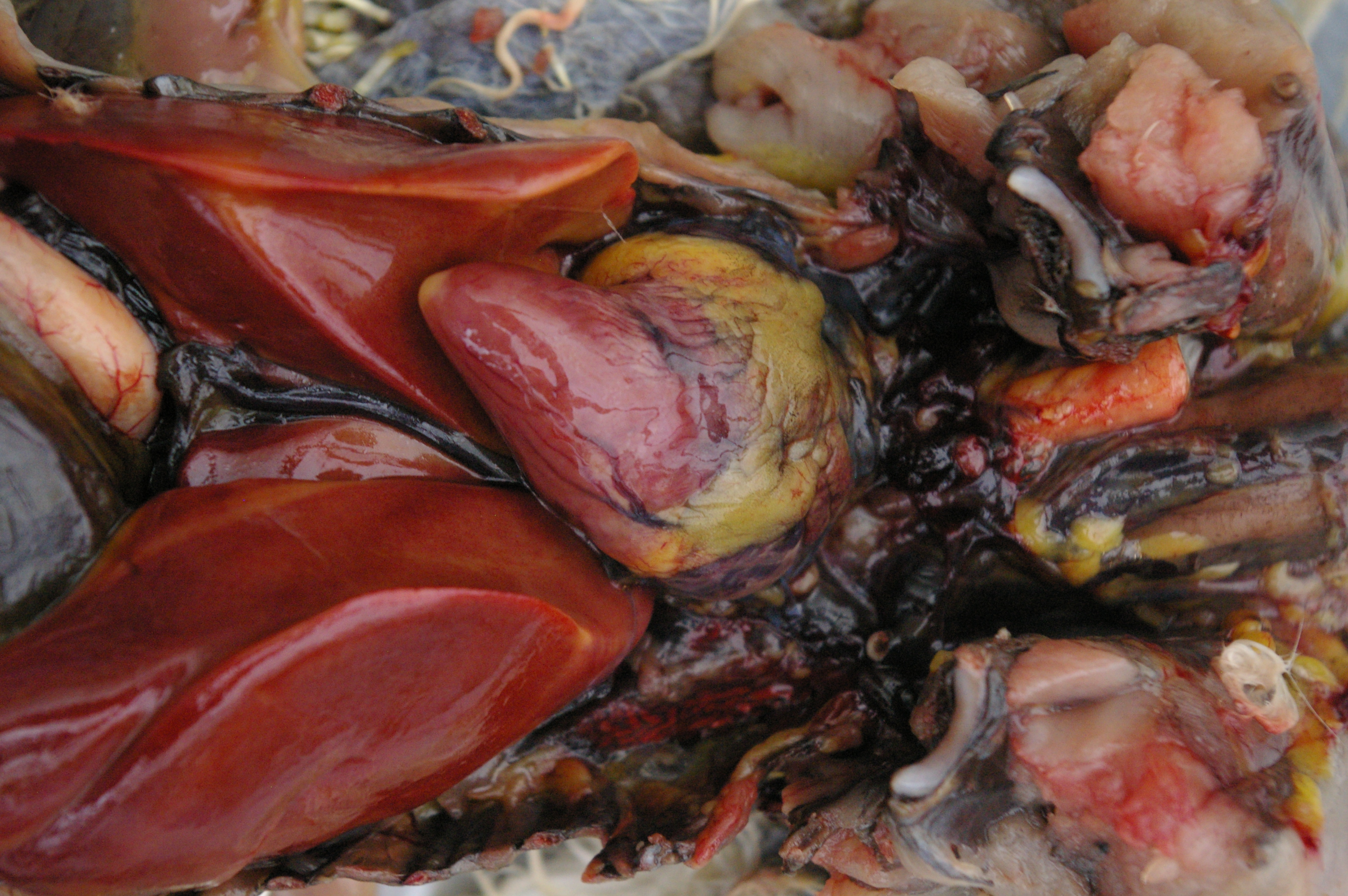 Note how the liver is shaped to perfectly fit neatly around the heart