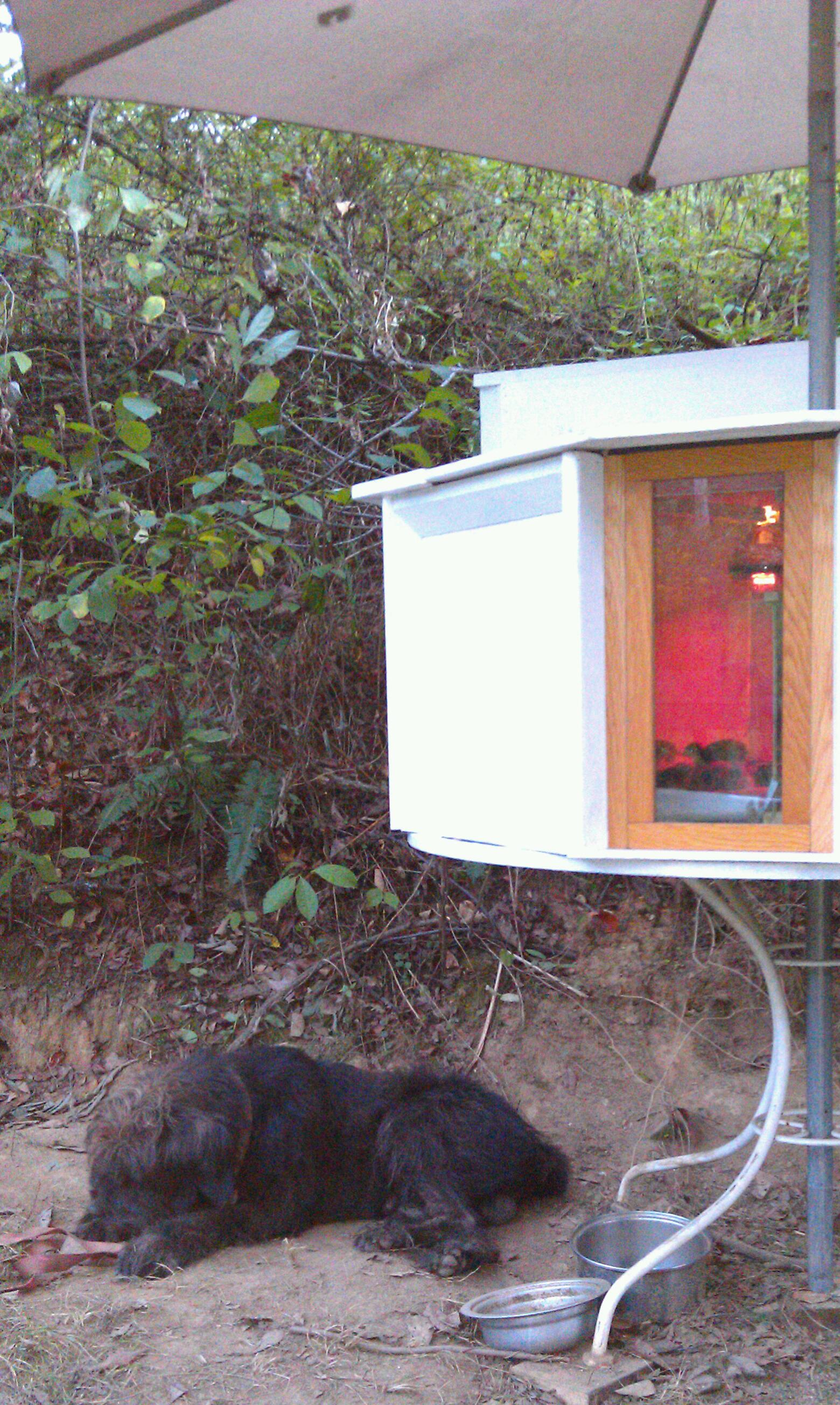 Note the positioning of Niko, who now hangs out close to the brooder ... I hope he plans to protect 'em, but perhaps he's hopin' they'll land in his food bowl.