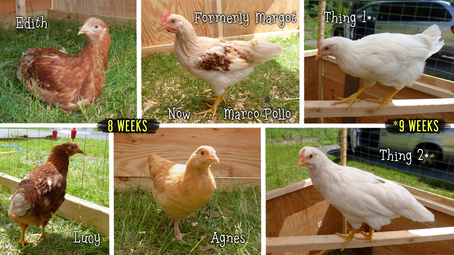 Note-to-self (and any newbies that might be reading) ... name your chicks after 8 weeks!!
Our chookies are growing fast (while eating less feed!), especially now with sun & pasture!