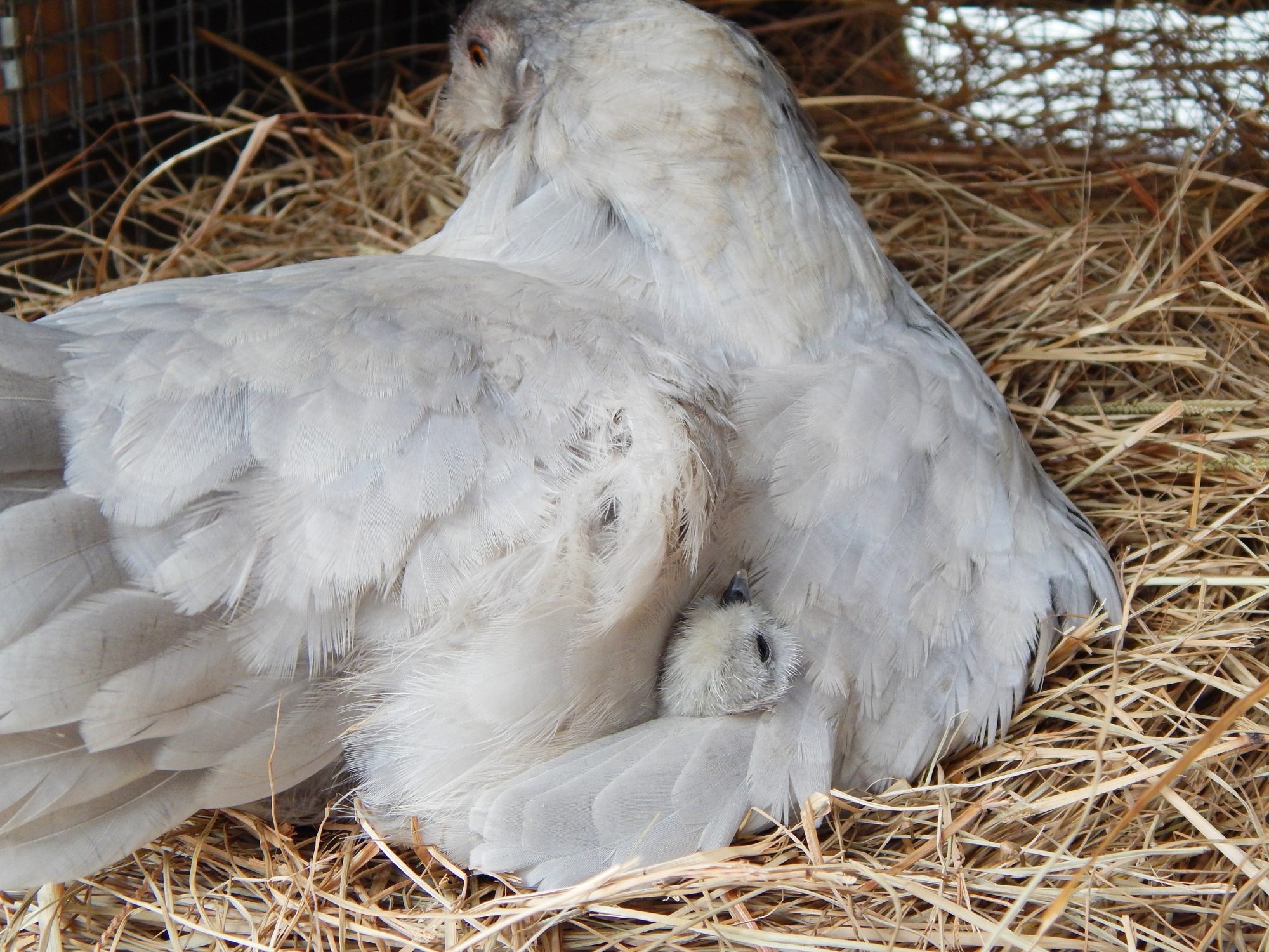 Nothing like a soft feather pillow for a sleepy head!