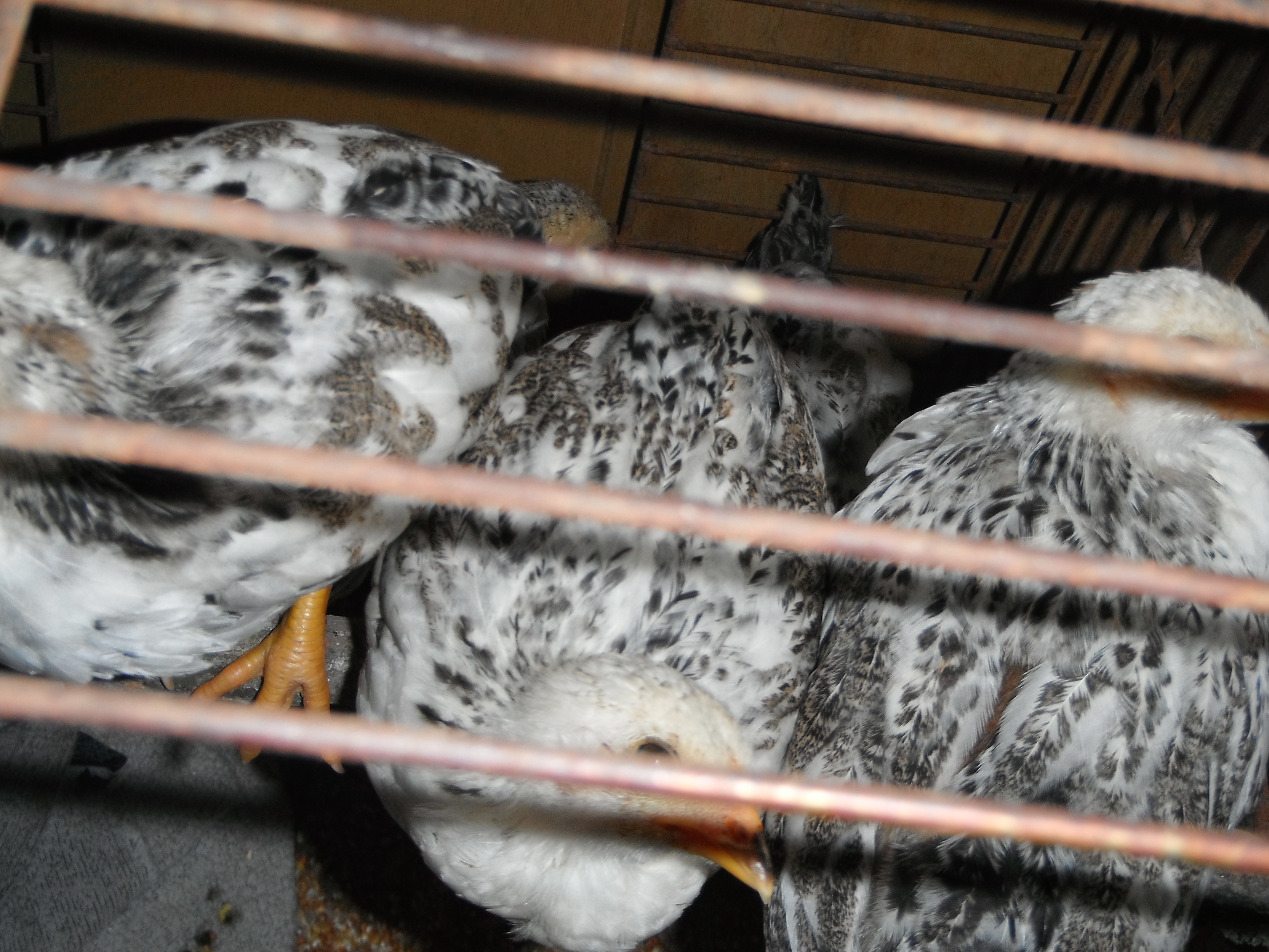 Notice the patterns on the babies. (they are also perching on a stick)