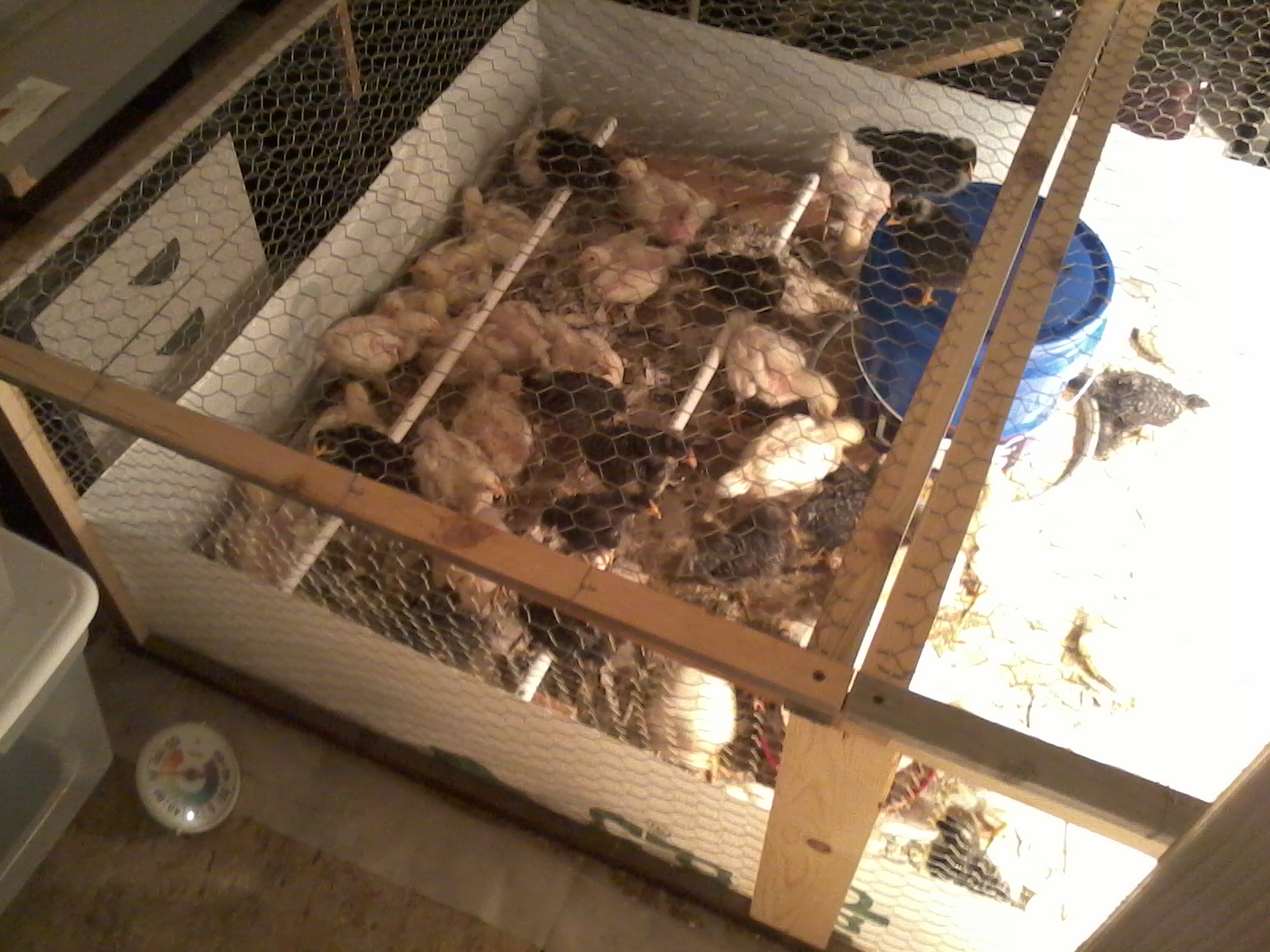 Notice the roost made of PVC and 2x4 blocks. they like it but have trouble with it. I am going to change it to all 2x4's. The coop floor is a sheet of plastic with newspaper sheets which they seem to enjoy shredding morning and night.  The bottom 10" or so is covered with "house wrap" or any other solid material. We had a chick who got stuck trying to climb through the chicken wire walls.
