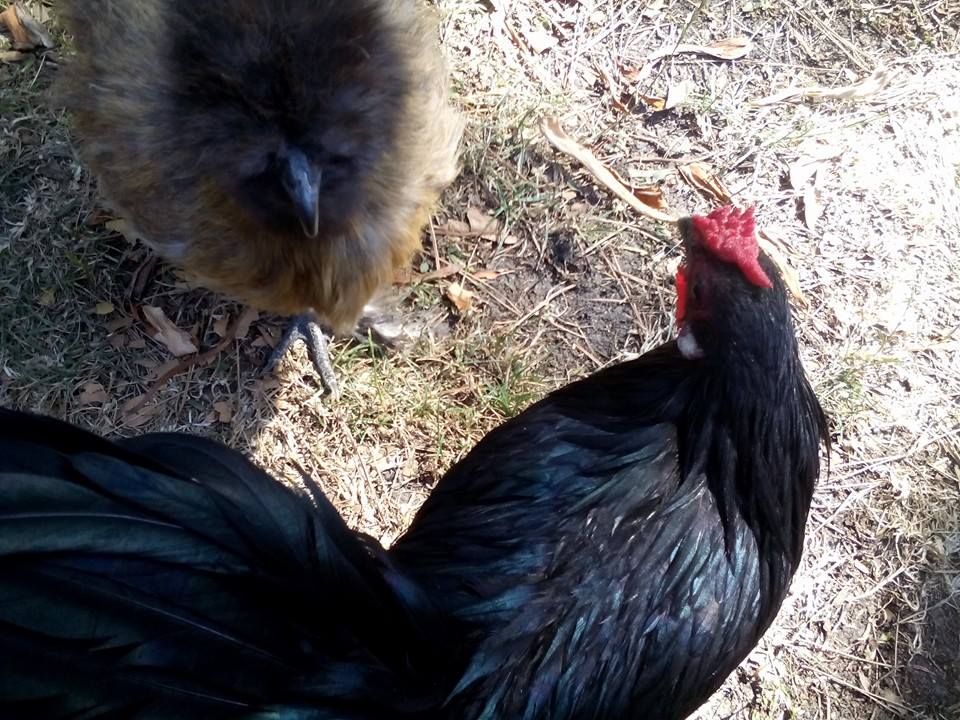 Nova the Wonderchicken, a black bantam rose comb rooster, and Samwise Gamgee, a bearded partridge silkie hen: my therapy chickens.
