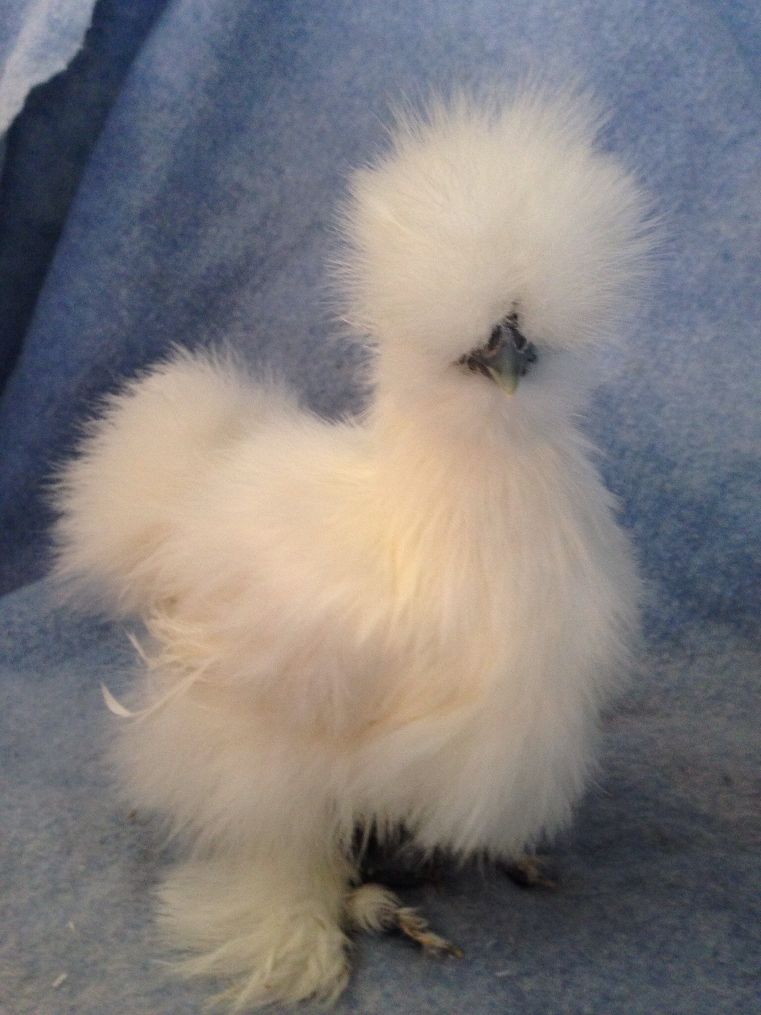 Nova's sister, Astra also 2 months old