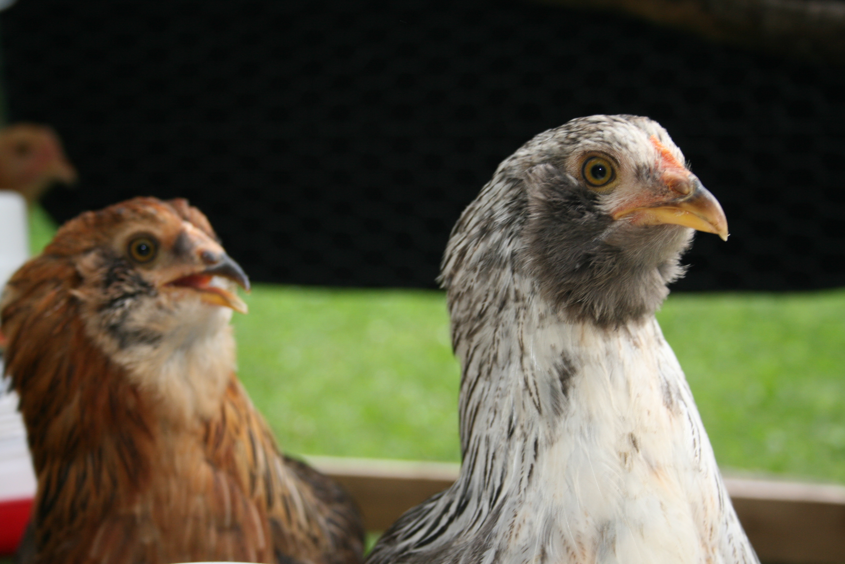 Now almost 3 months old, our two Araucauna's are quite stunning and their head  carriage is very regal.  Their markings remind me of a hawk or eagle.