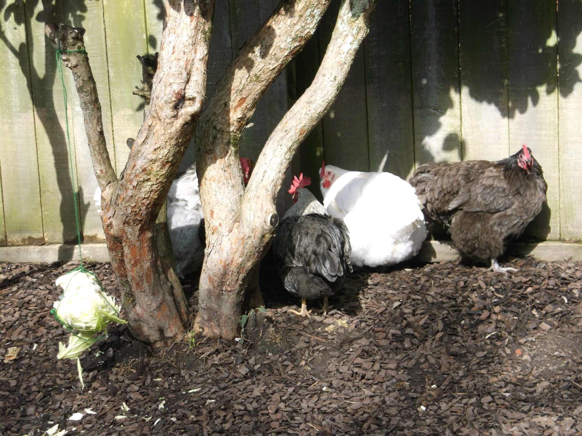Now it's sit in the sun and preen time.
