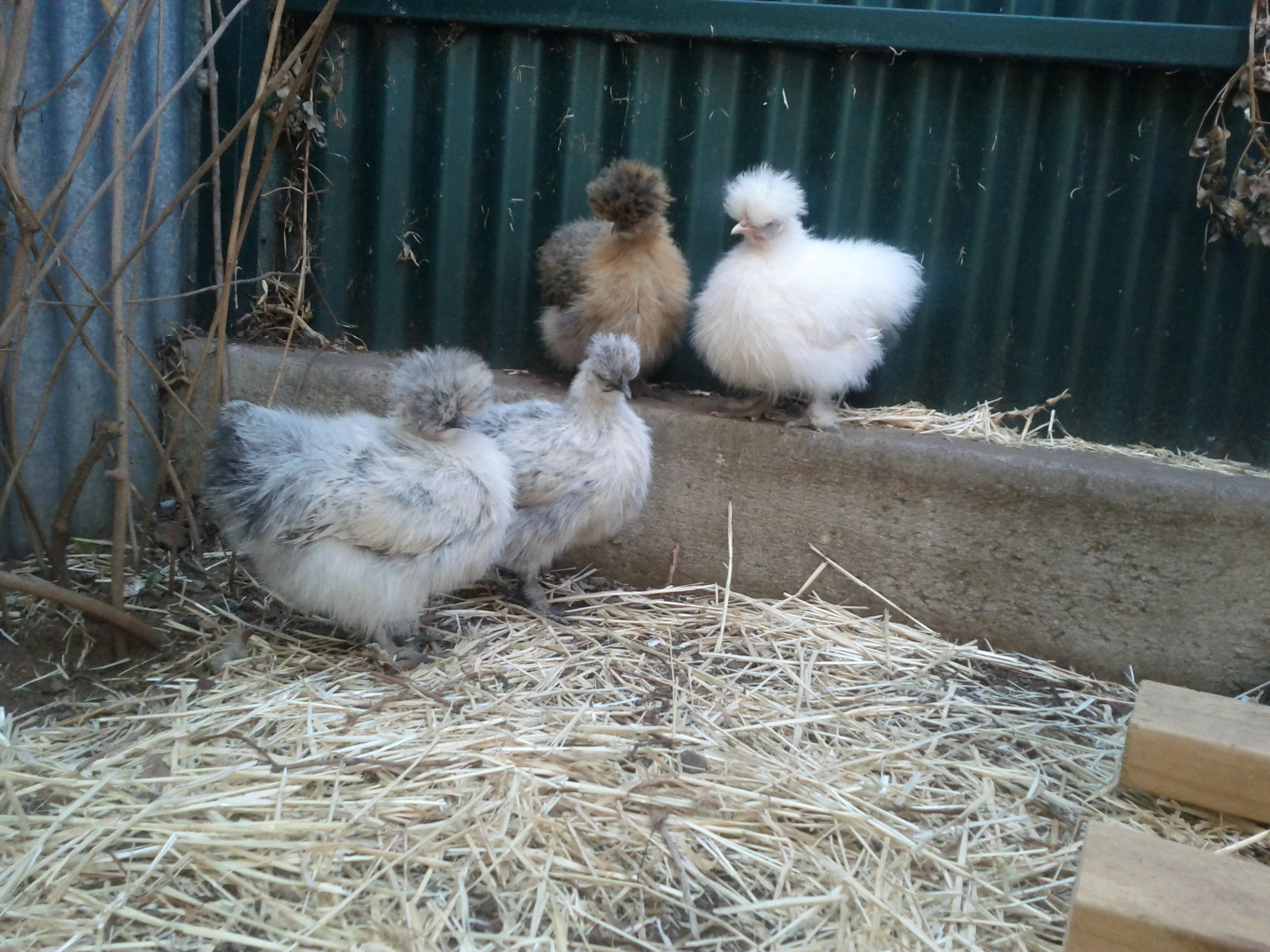 Now, my gorgeous, gentle and sweet Silkies: Left to right - Flash, Azzie, Morena and Snowy. The BPRs who are around the same age, don't mess with Snowy! It turns out Snowy's a he! The BPRs are only a little bigger than him at the moment. They might have a go at the other three (poor things!) but avoid Snowy at all costs! Even so, Snowy doesn't stand up to the older and bigger chickens. Though, I've noticed that the three other Silkies have started to stand up to the BPRs recently which is good to see. I love the "trill" noise they make when they're contented. It reminds me of my Flamenco Dancing and Teaching days, when I used a louder one which became a signature during my performances. I, originally, got Azzie as a gift for a family friend, but it didn't work out with her fully grown standard chickens, so Azzie rejoined my Silkies. I don't mind at all! I think they've worked out that I will come to their aid, if one of the other hens starts to pick on them. I realise that they're just establishing or enforcing their pecking order and it's all part of being a chicken but I just don't like it. It's probably quite amusing seeing me move quickly at the culprit and squark at it! Lol!