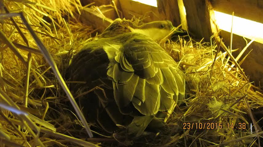 Now on we don't know how many eggs -- we discovered that both goose and one of the female Muscovy ducks were "stealing" eggs laid next to them and adding them to their nests -- we're waiting for D-day to come with its load of surprises. We've never seen the jar actually mount his companions, but who knows?  In any case, we thought that geese laid and reproduced in spring.  Ours are teaching us differently.