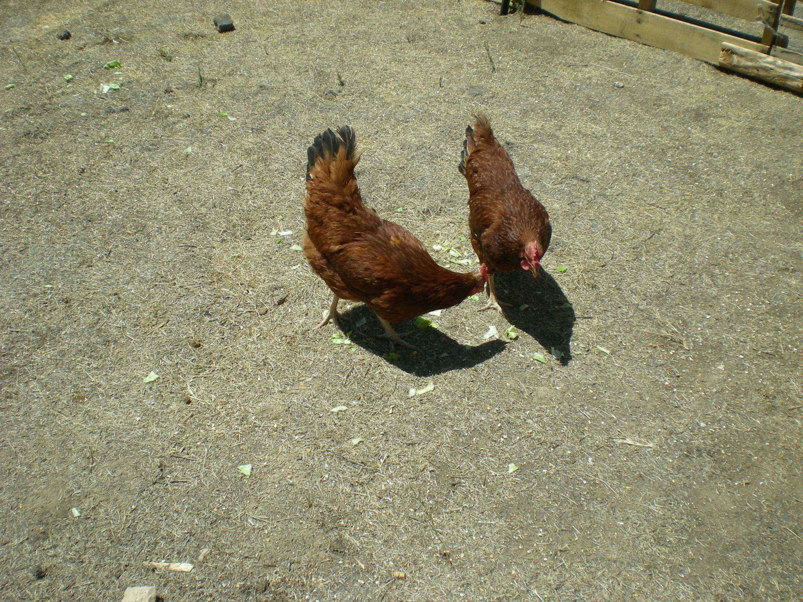 Now our 3 RIR's can run around a little more in their big corralled area