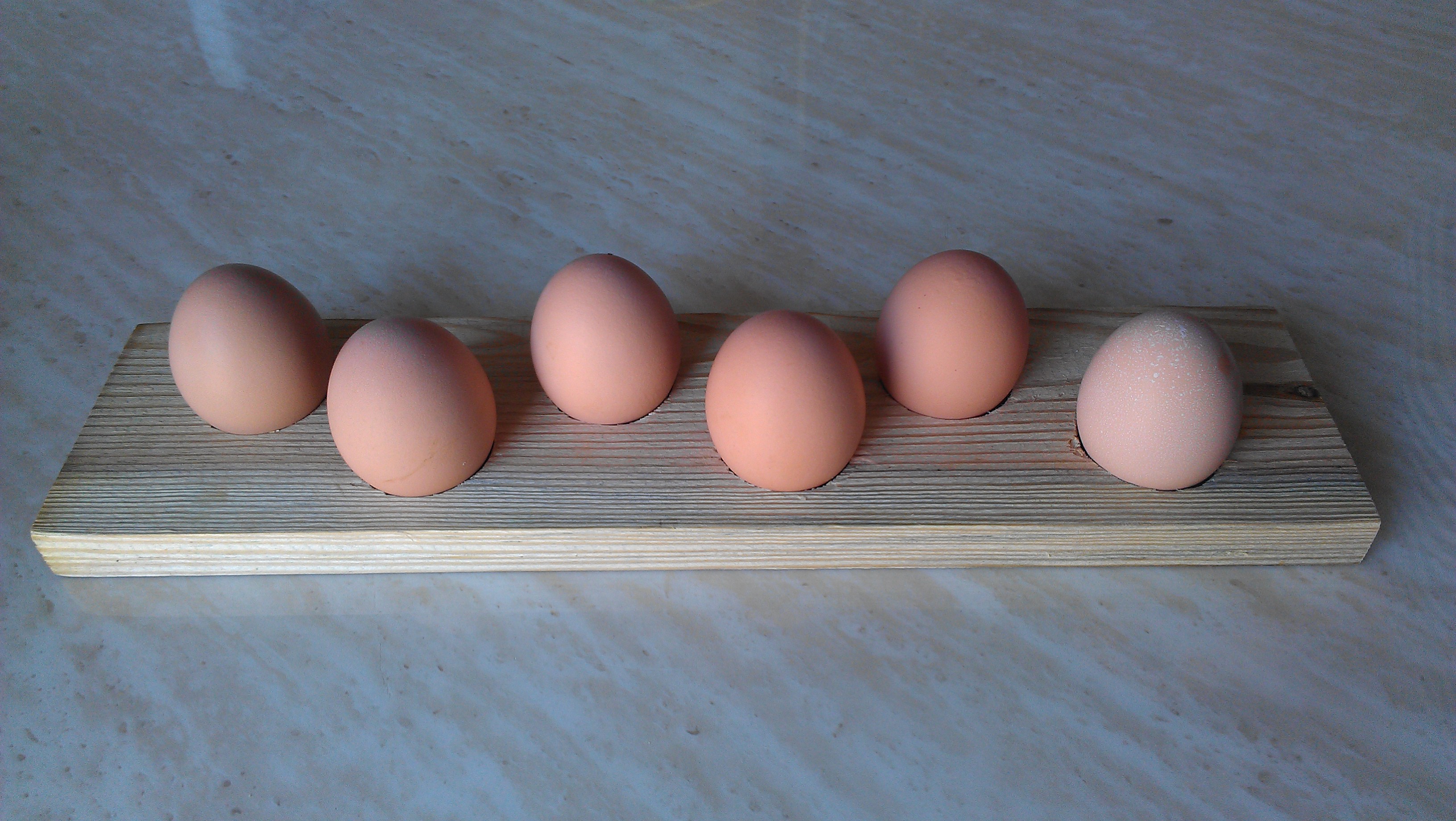 Now Phoebe is laying!!! Well done! All we have left is papita which by then we will begin stacking 3 eggs a day!
