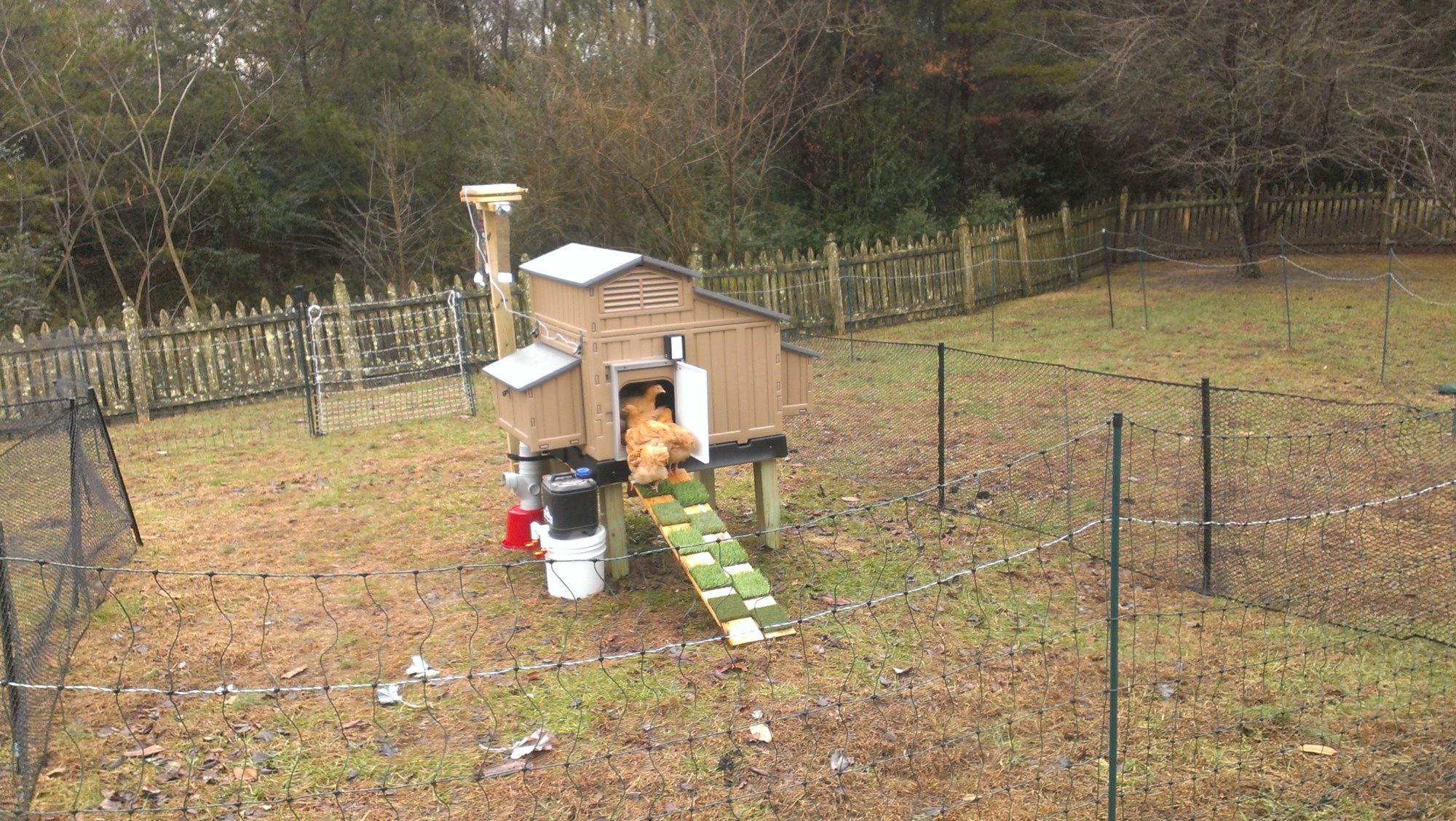 Now that they have all kinds of outdoor space, they insist on gathering at the coop entrance. Grrr!