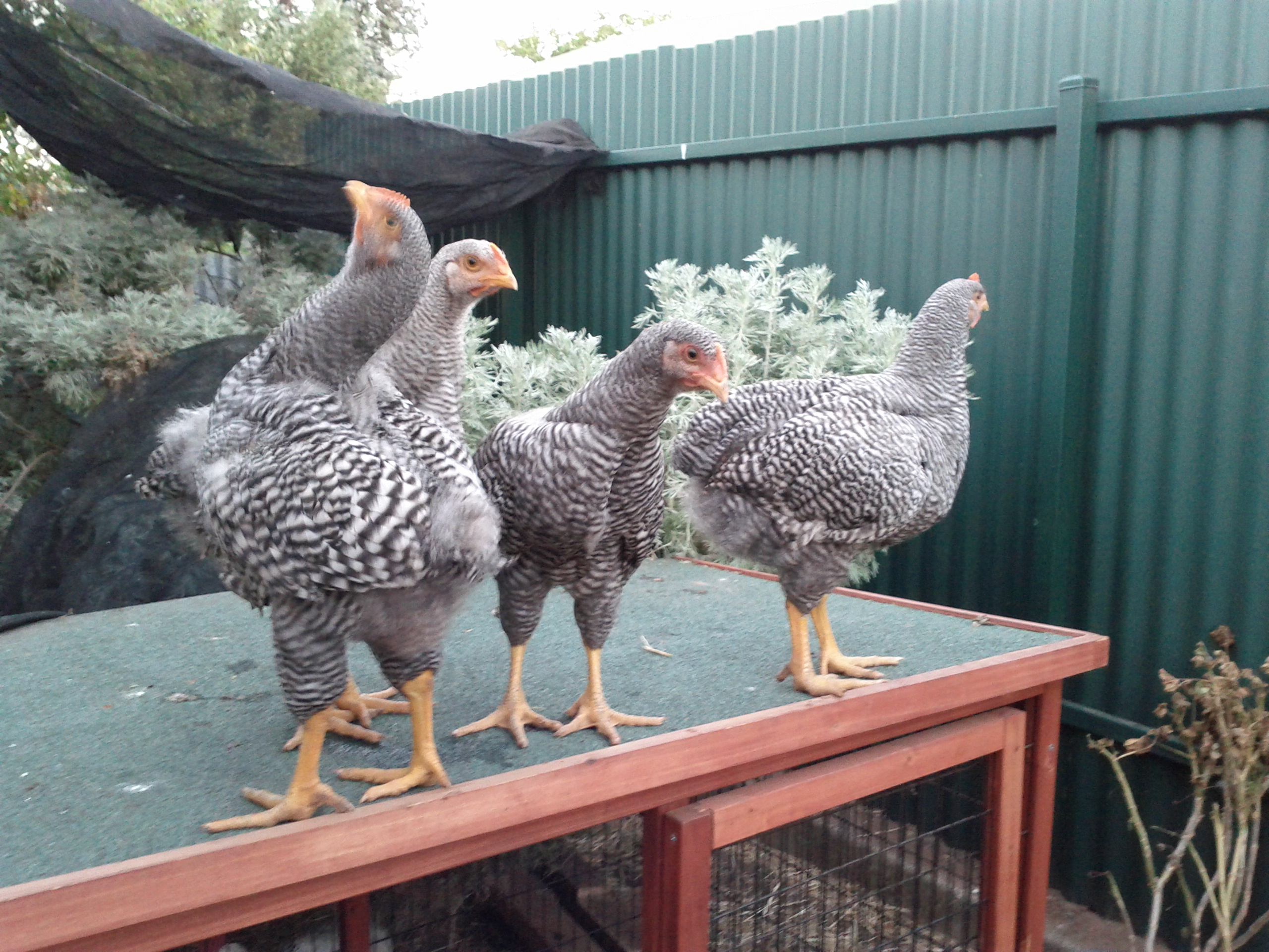 Now, the Barred Plymouth Rocks boys! All except one, i.e. (next photo). I'm still hoping that one of these four is also a girl. We'll just have to wait and see. They're a lot more energetic than the other hens. You should see them first thing in the morning when I first let them out! They run around, flap their wings and play who can stretch the tallest! Quite amusing. (I suppose that means that all four are boys! But, I have heard that even the hens behave like that! They've been more difficult to tame i.e. to allow me to hold them without complaining! Though they come running whenever they see me. They like to play the "grab treat and run" game that Ebony prefers! That may be because I think they were badly handled by the previous owner/s. But, they're getting better all the time. When they're on top of the "mini-run", they don't seem to mind my stroking them as much when I give them treats. A couple of them have started to fly into my lap to get to the treats. So, there is hope for them yet!
