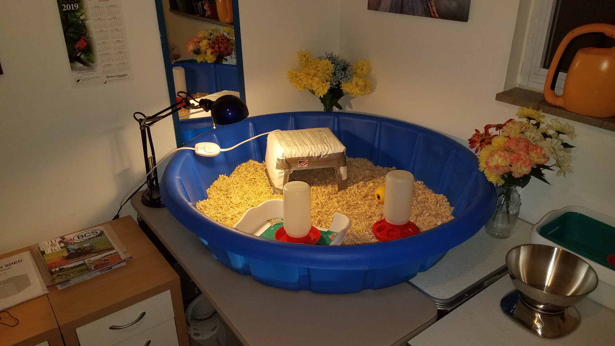 Now the ducklings can come!